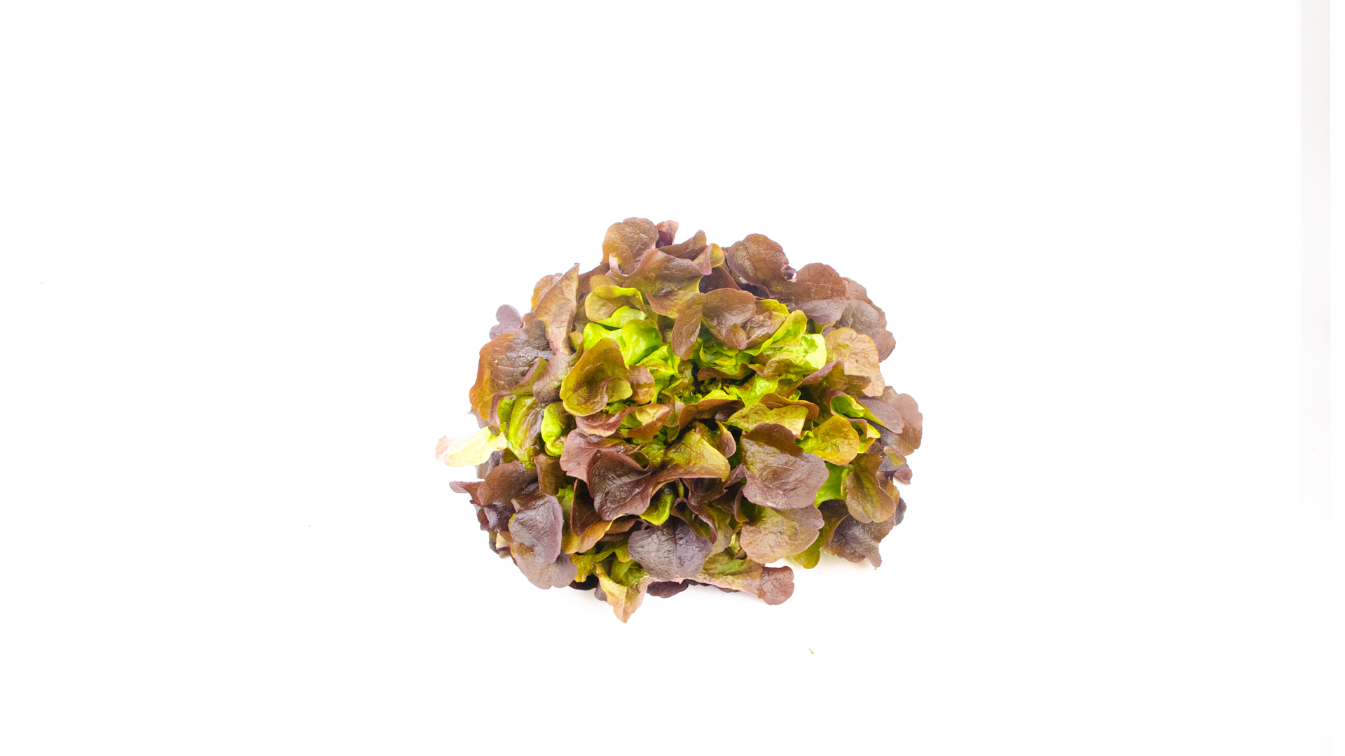 Eichenblatt Salat rot
