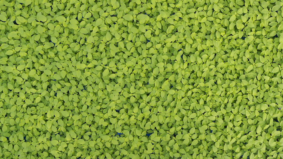 limoencress-topview-7388-16x9-kopie