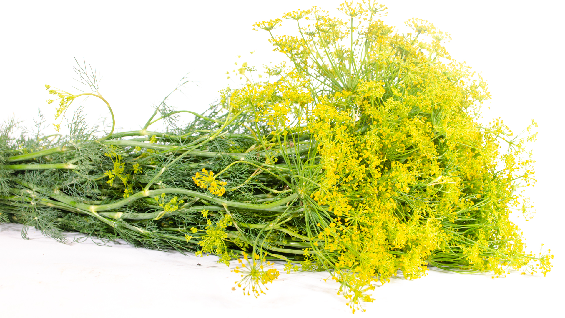 Körner Dill Blüten Bund einfach-groß