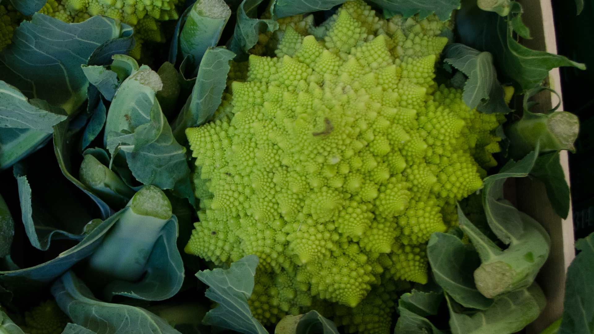 Romanesco