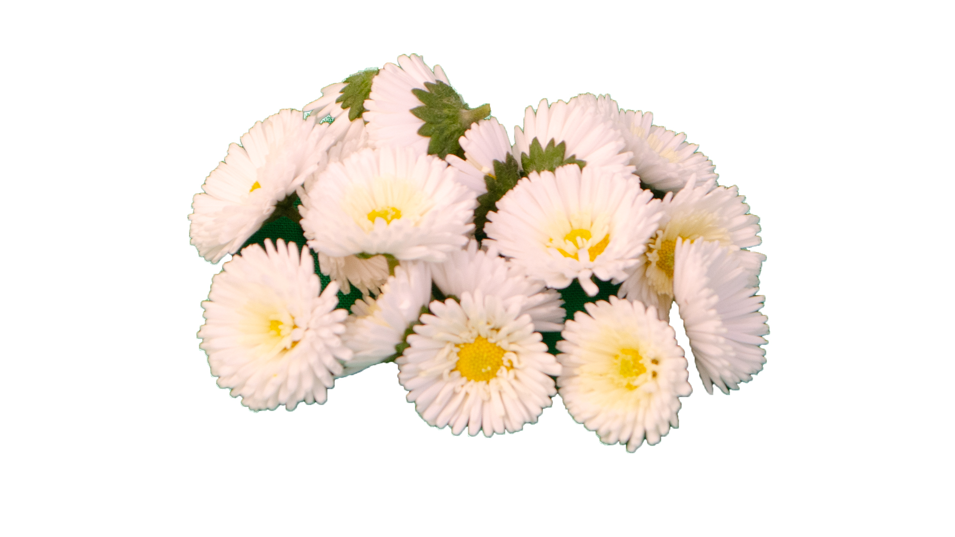 Bellis weiss - Essbare Blüten