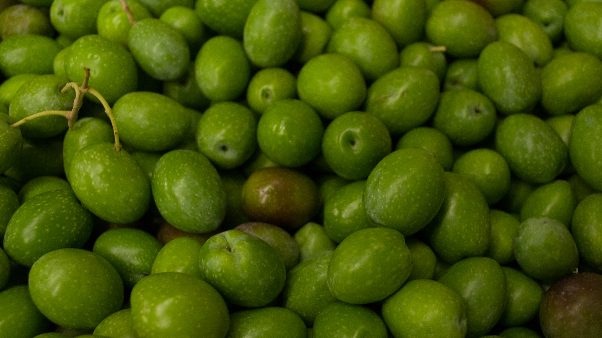 Oliven frisch