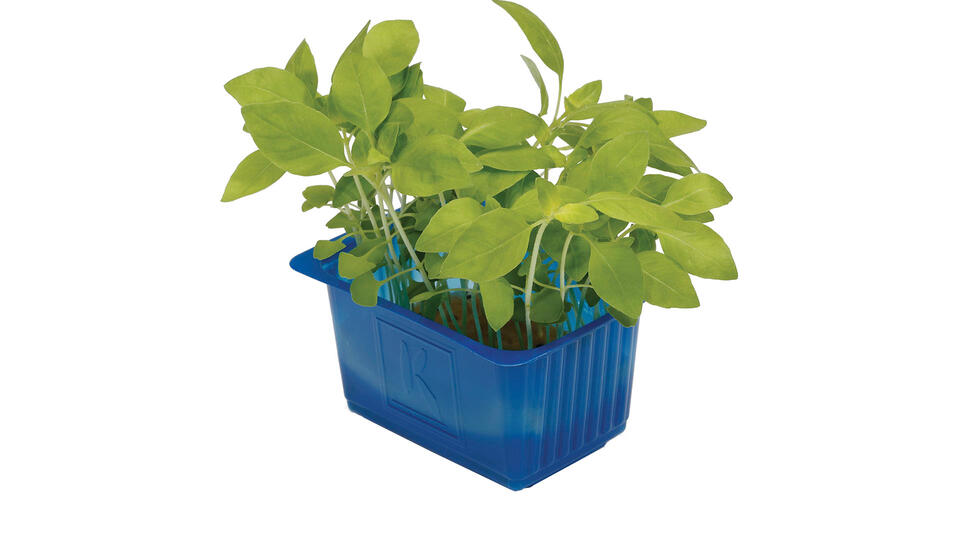 cress-limoncress-0082-rgb-16-9