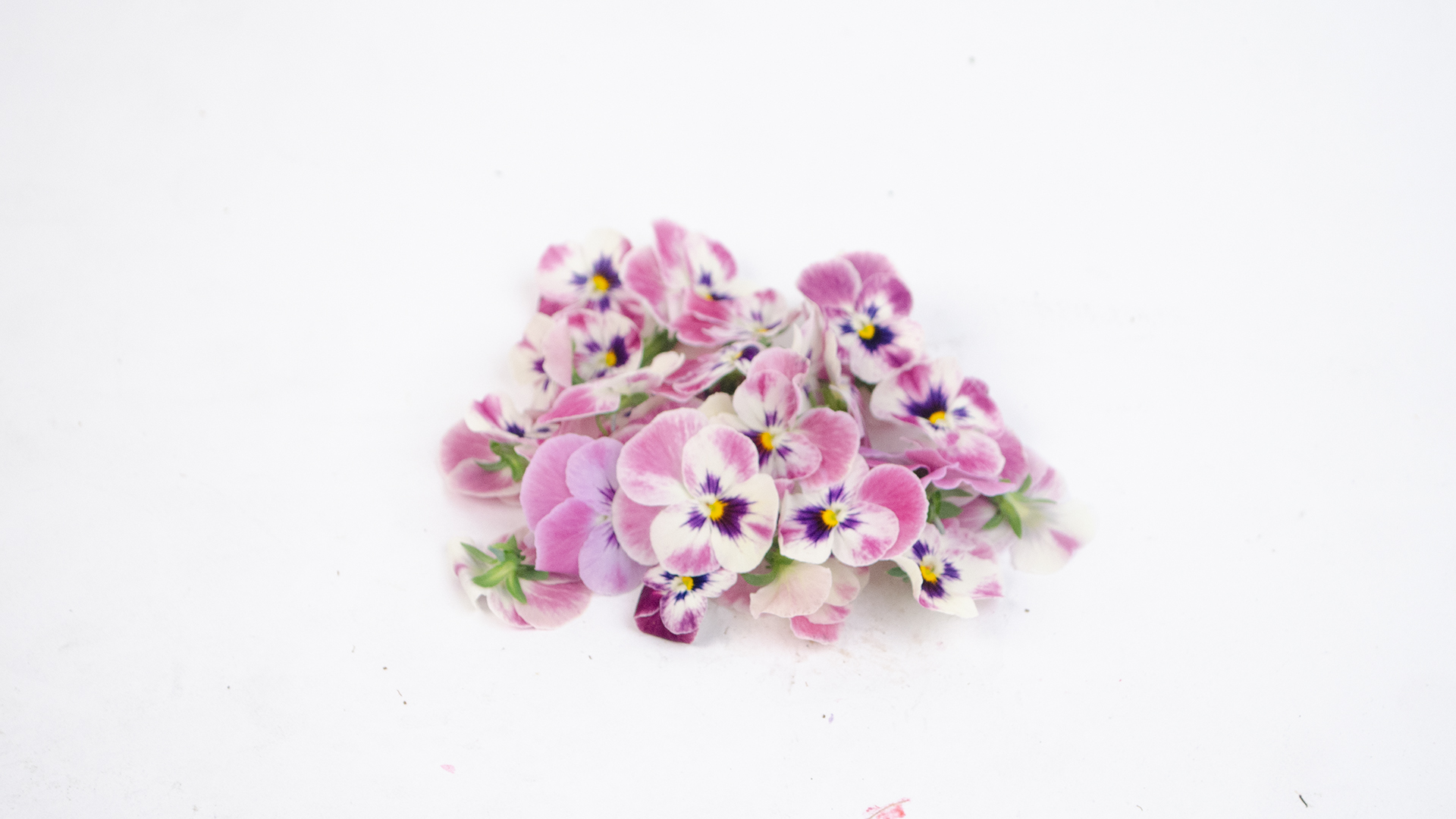 Hornveilchen rosa lila weiss- Essbare Blüten