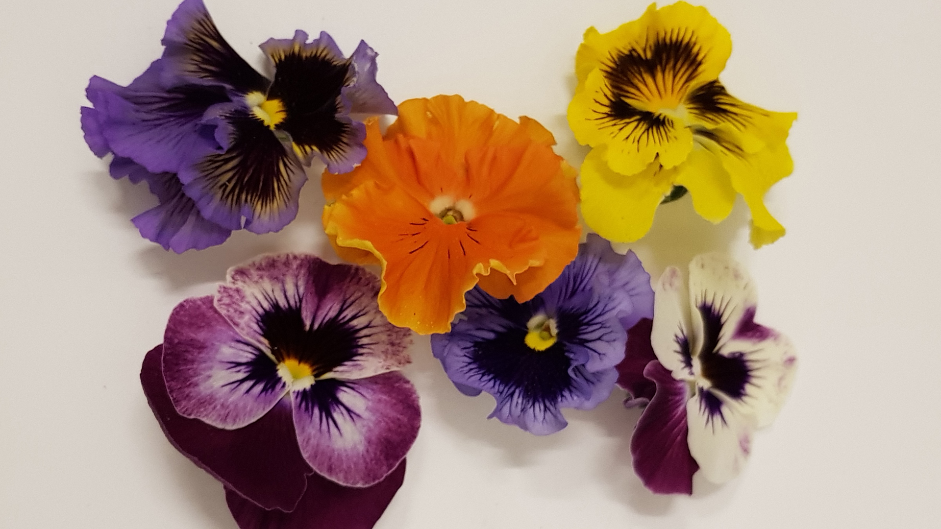 Stiefmütterchen bunt- Essbare Blüten