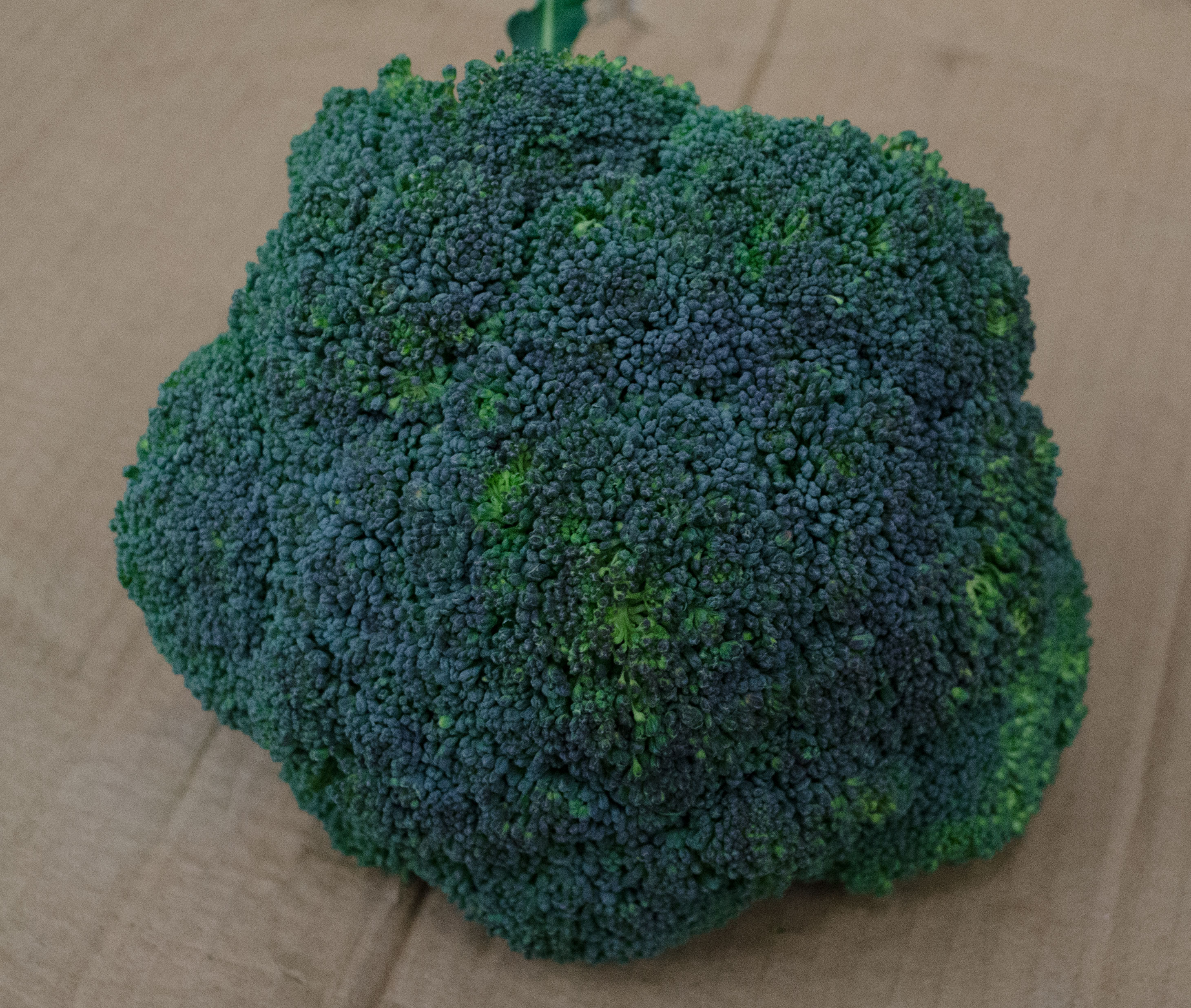 Broccoli Kiste