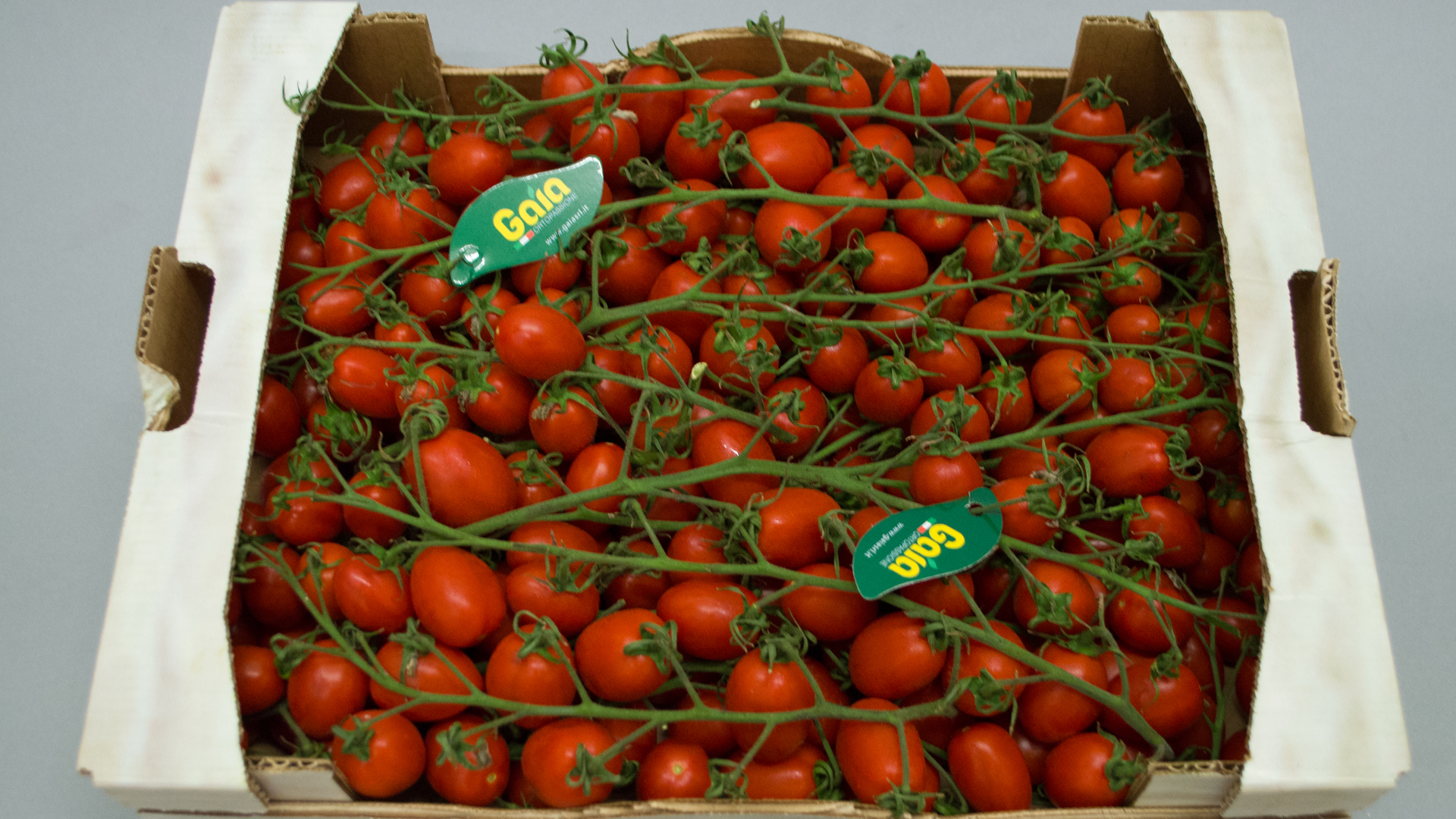 Dattel Cherry Strauch Tomaten Kiste