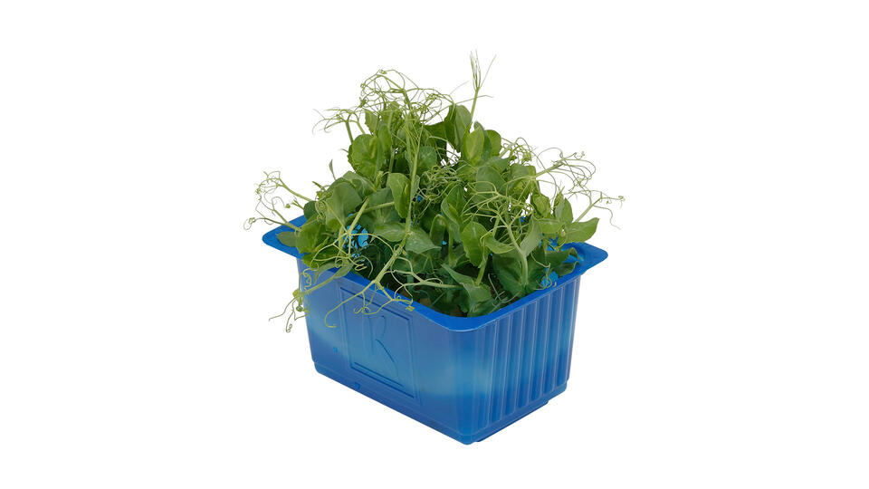 Affilla Cress