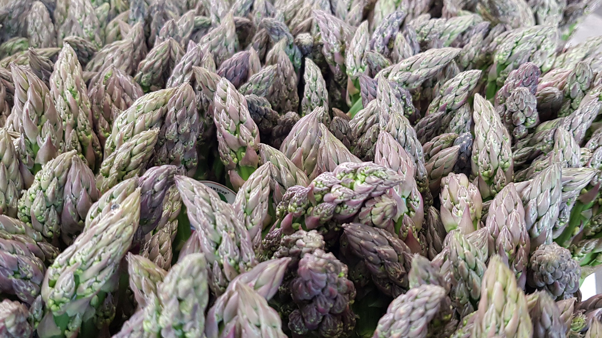 bio-spargel-gr-n-violett-lueneburger-heide Bio Spargel grün im Bund