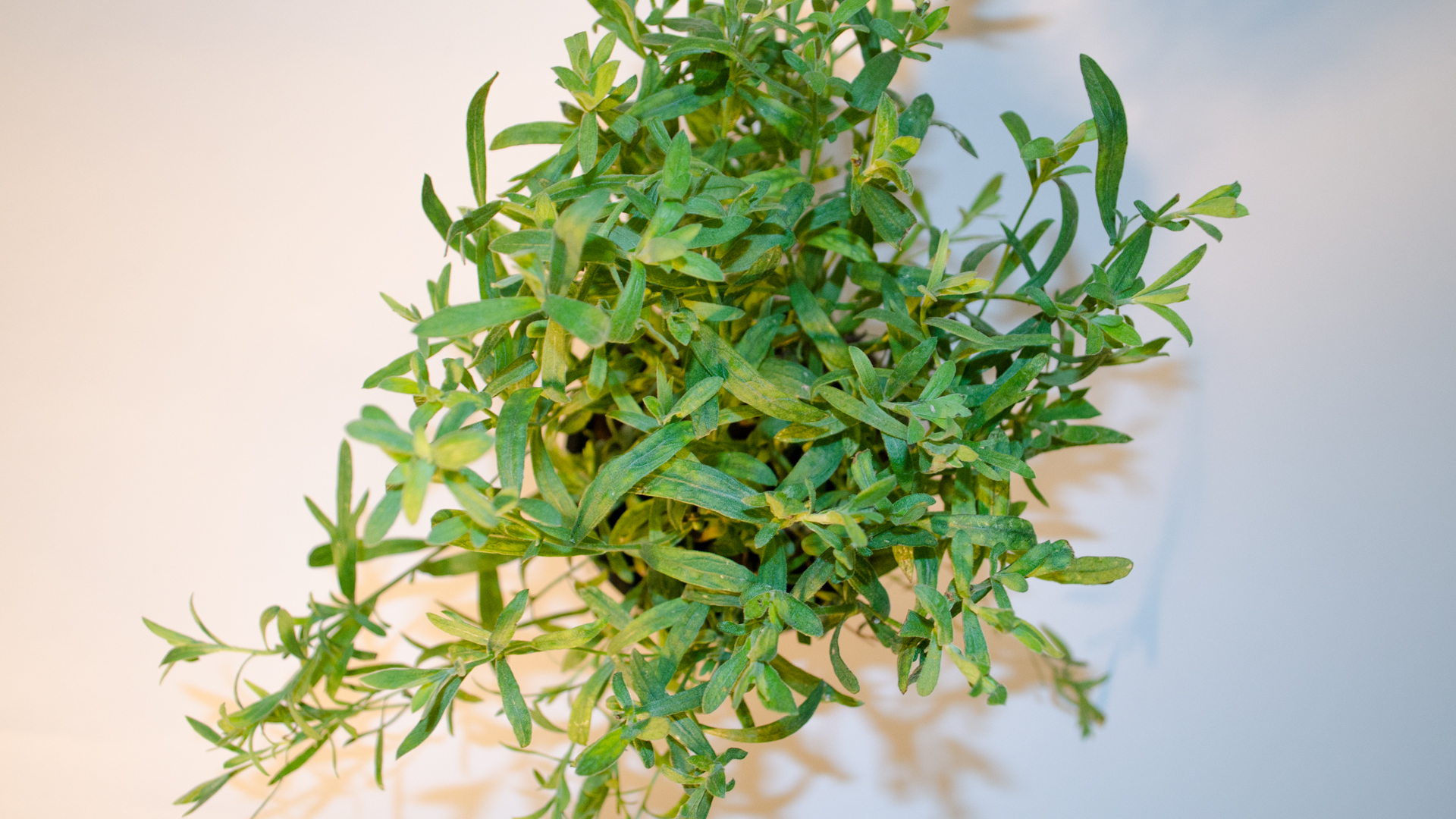 Estragon Topf