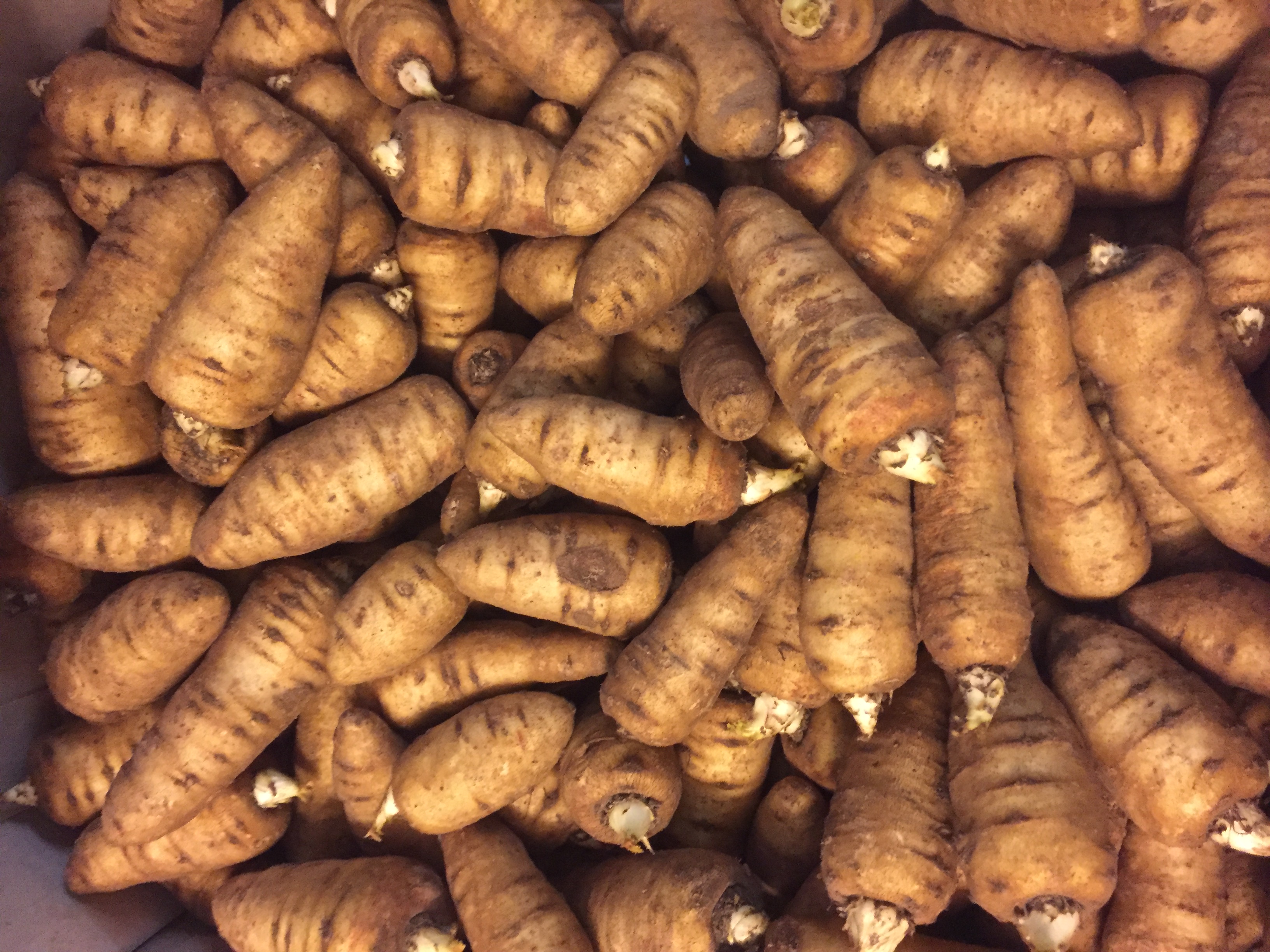 IMG_2365 Kerbelknolle/Wurzel Knollenkerbel