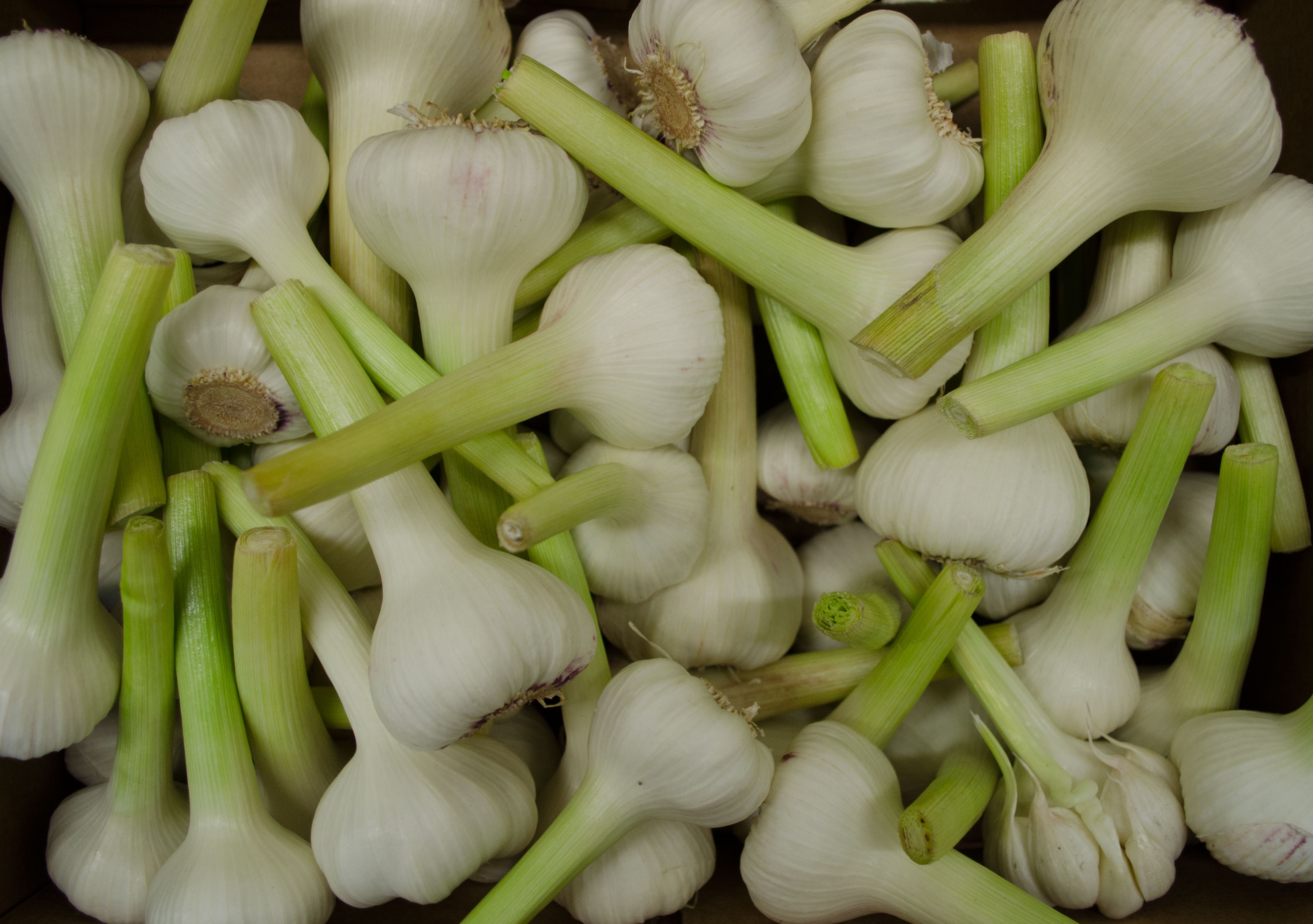 Knoblauch frisch 5 kg Kiste