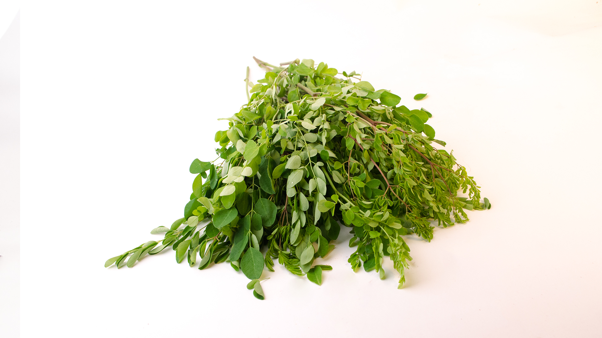 Moringa Oleifera/Drumstick Blätter