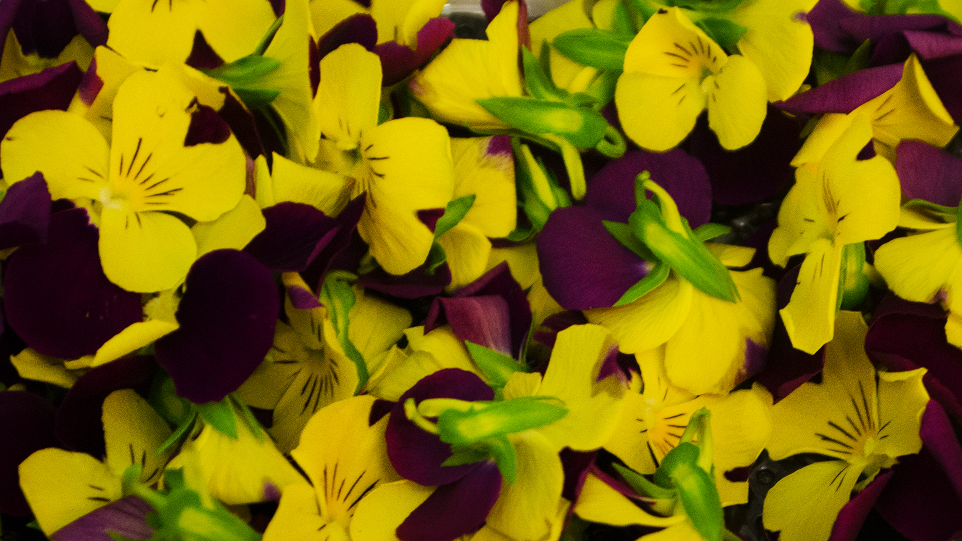 Hornveilchen lila/ gelb - Essbare Blüten