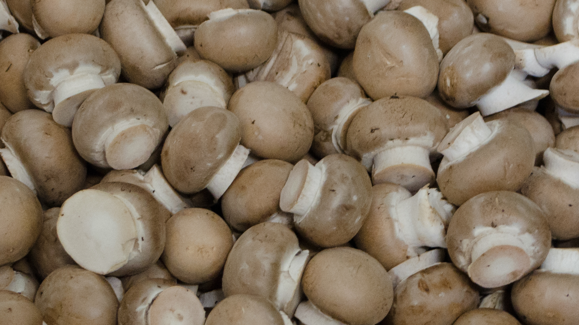 bio-champignon-rose-deutschland-kiste