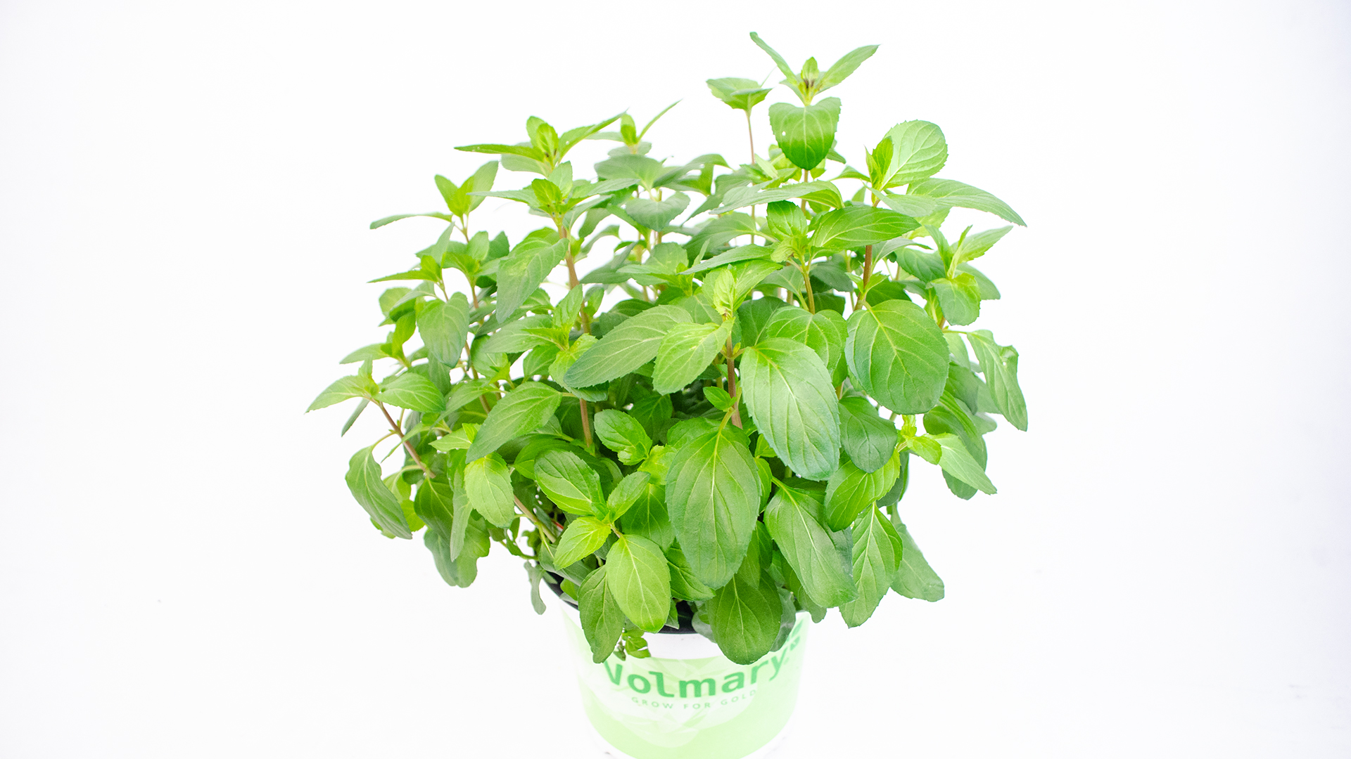 basilikum-minze-topf-vierlande Basilikum Minze Topf-gross