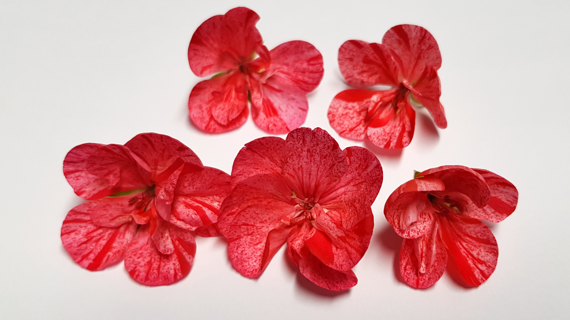 Geranien rot / weiß - Essbare Blüten