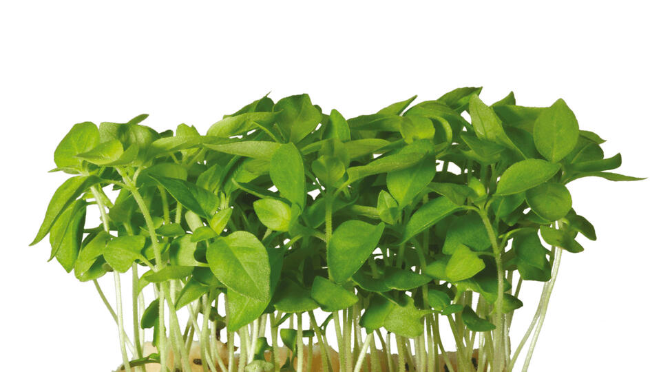 side-limoncress