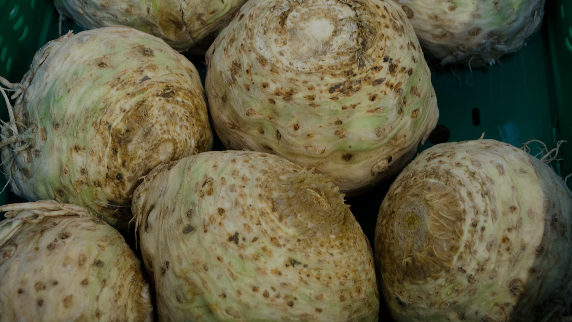 Bio Knollensellerie Bioland 10 kg Kiste