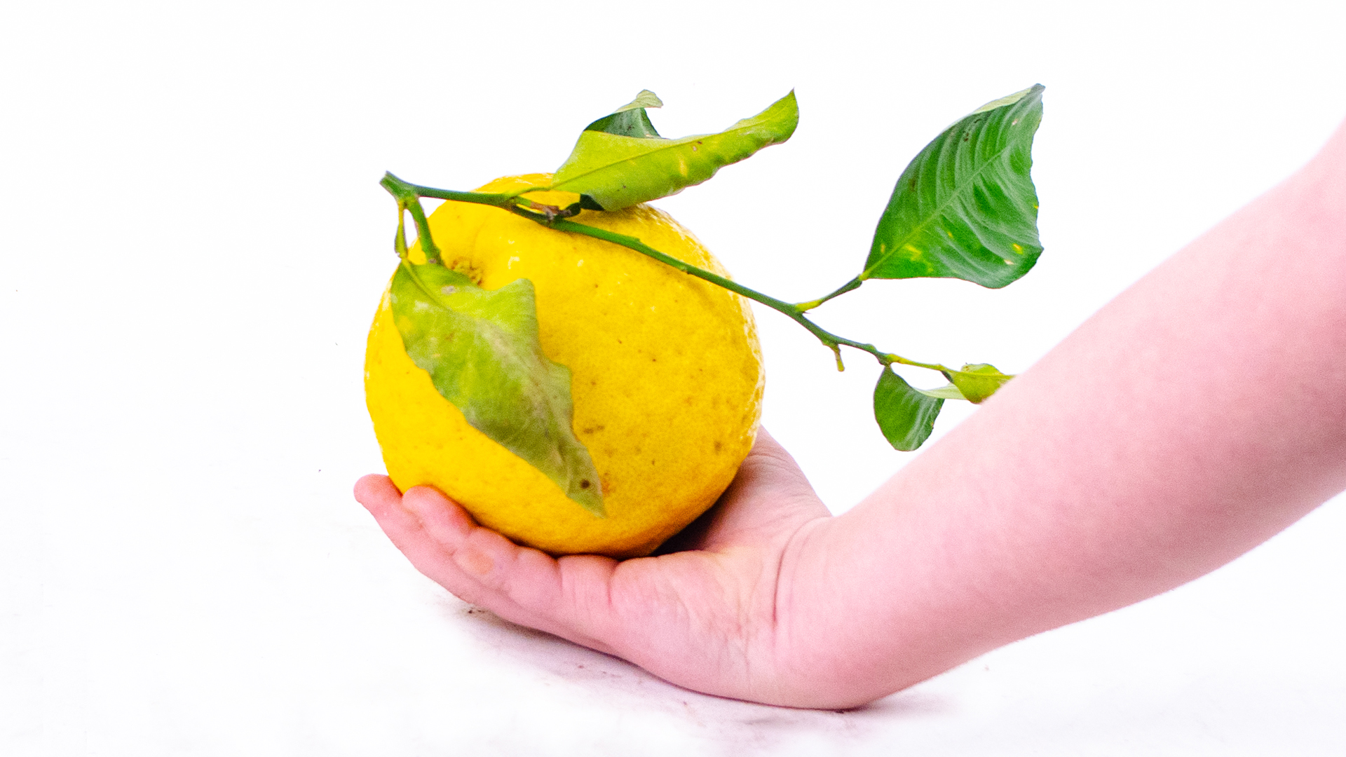 Citri-Zitrone-gr-ssen-vergleich