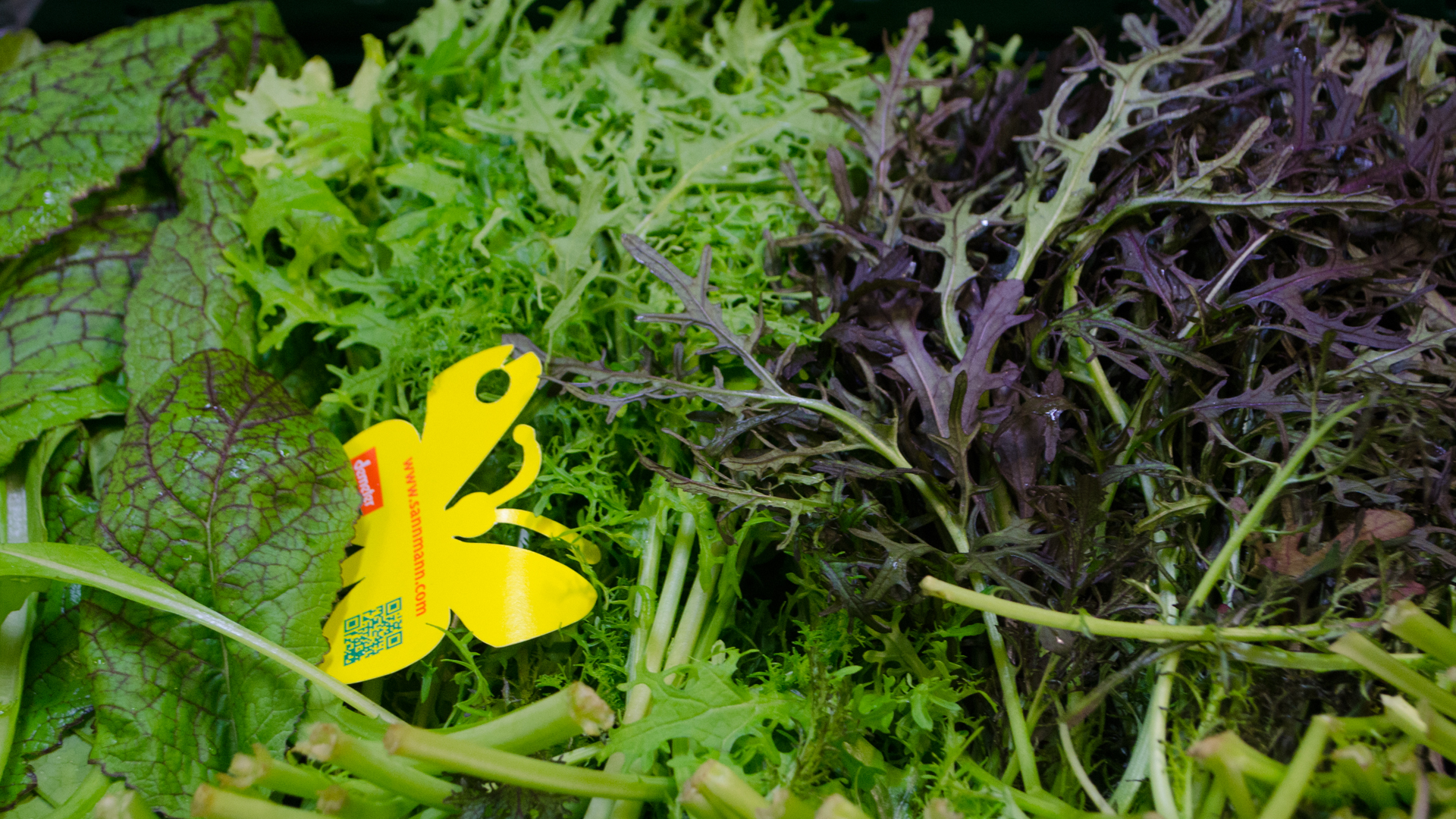 bio-feine-wildkr-utersalat-mischung-demeter-deutschland