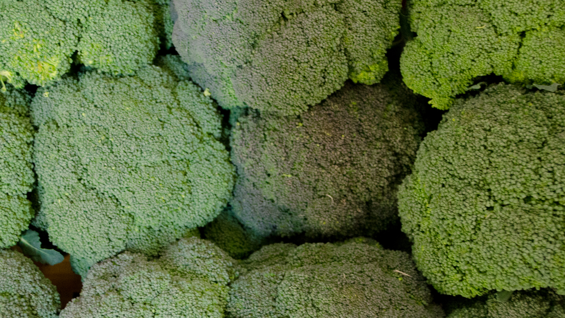 Bio Broccoli Brokkoli 5kg Kiste