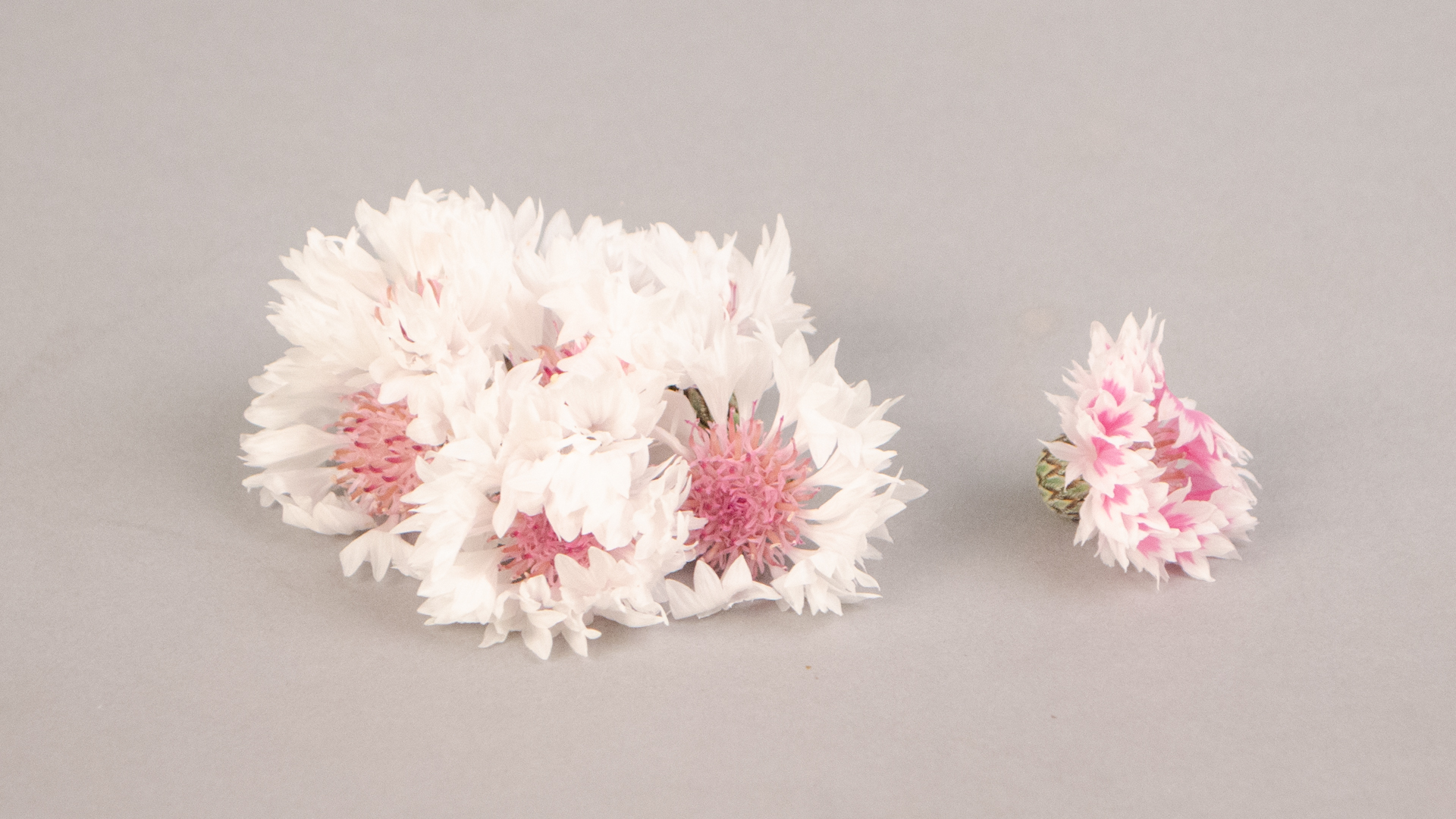 Kornblumen weiss Essbare Blüten