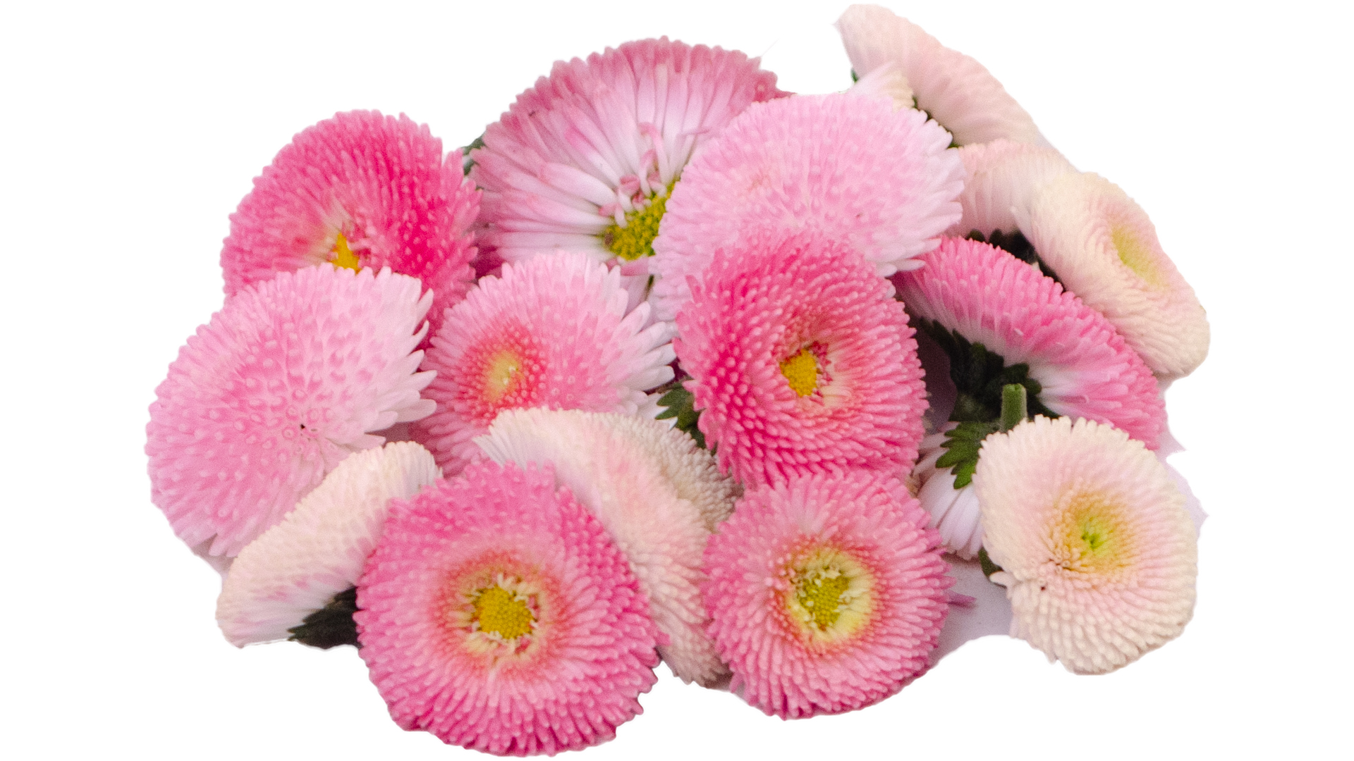 Bellis rot weis - Essbare Blüten