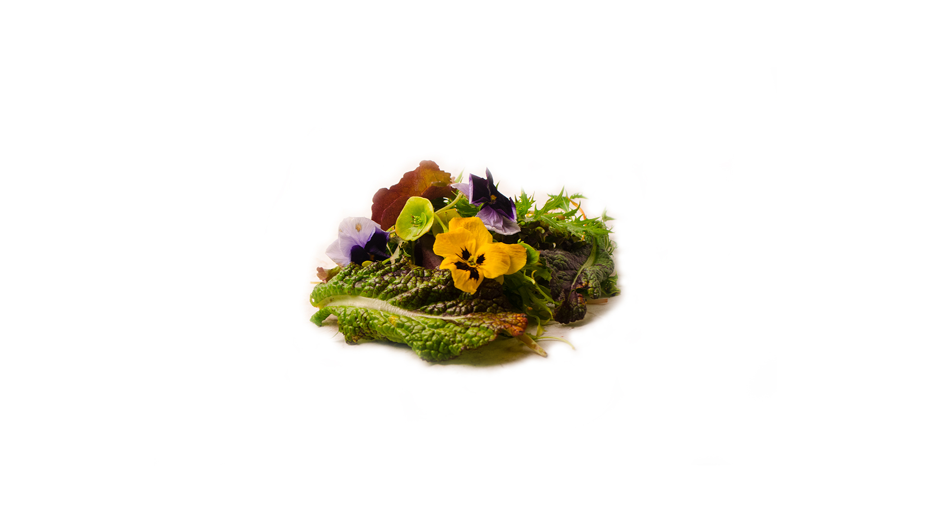 Bio Feine Salatmischung Wildkräuter Blüten