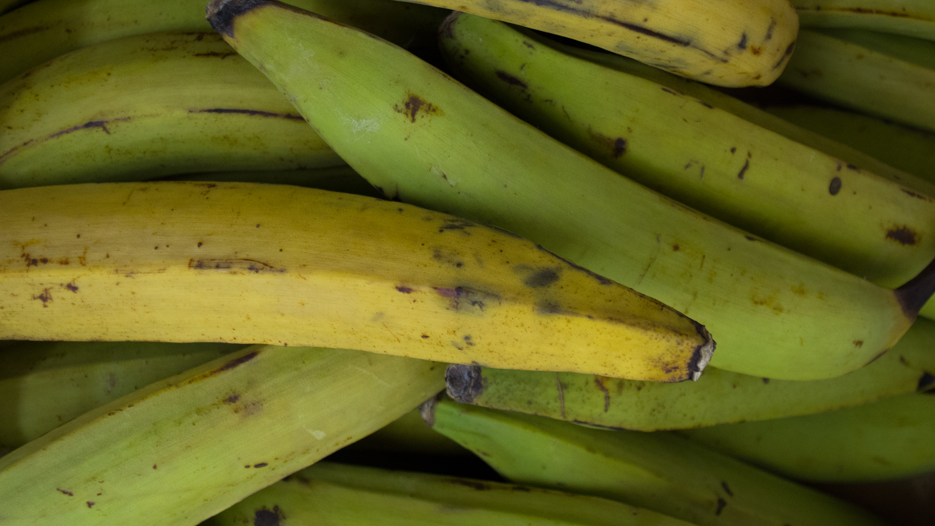 kochbanane-online-kaufen Kochbananen-Kiste