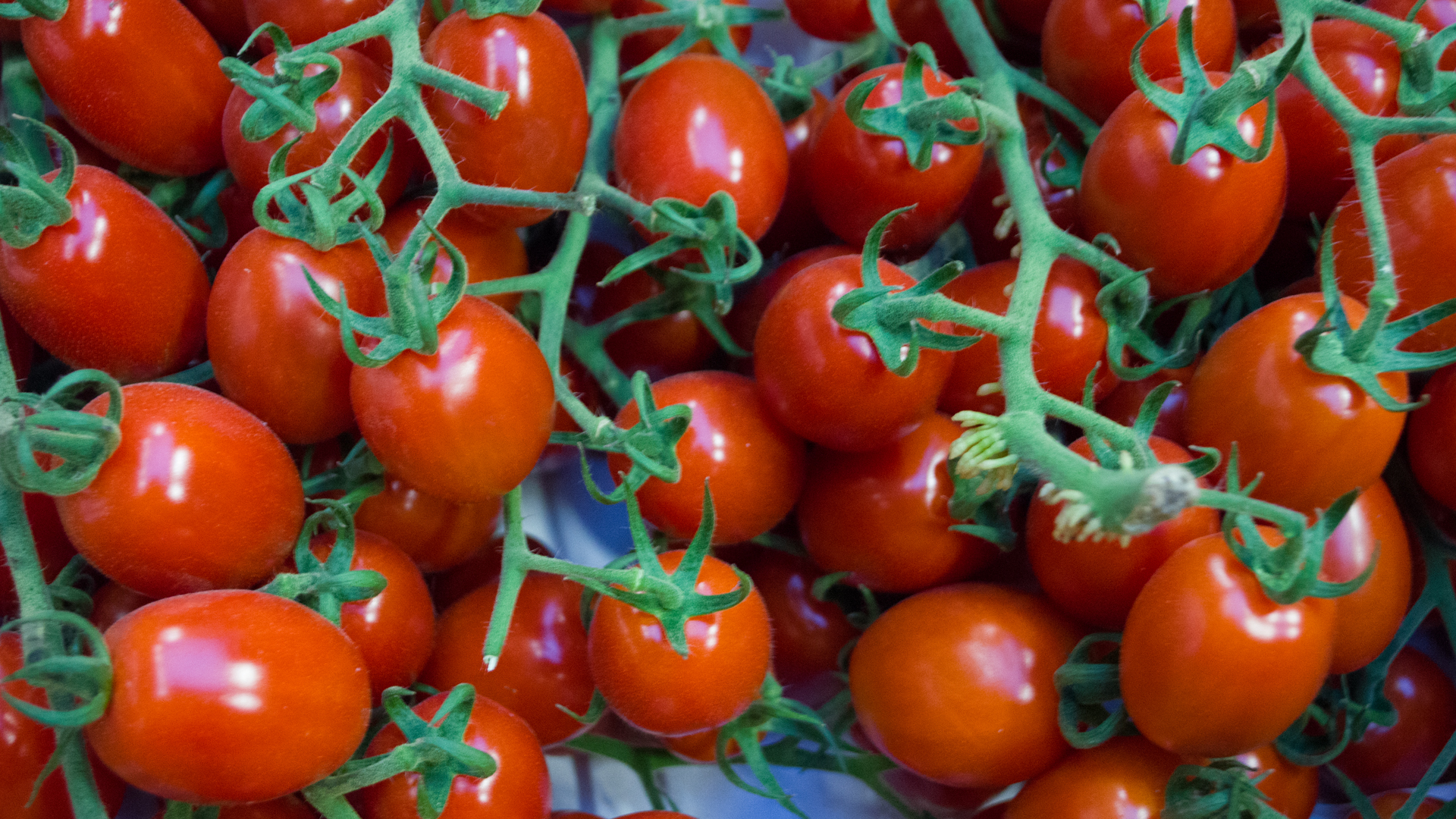 Dattel Cherry Strauch aus Deutschland Tomaten Kiste