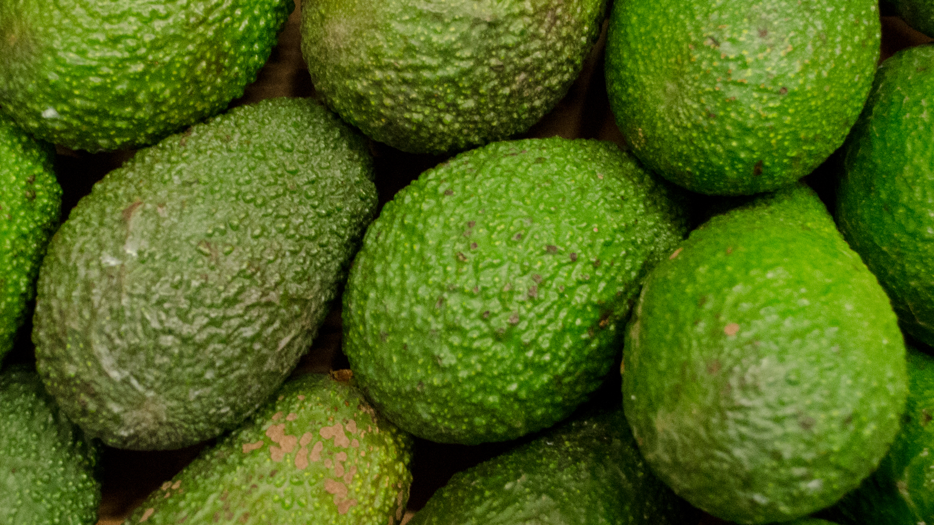 Bio Avocado Hass 10 kg Kiste