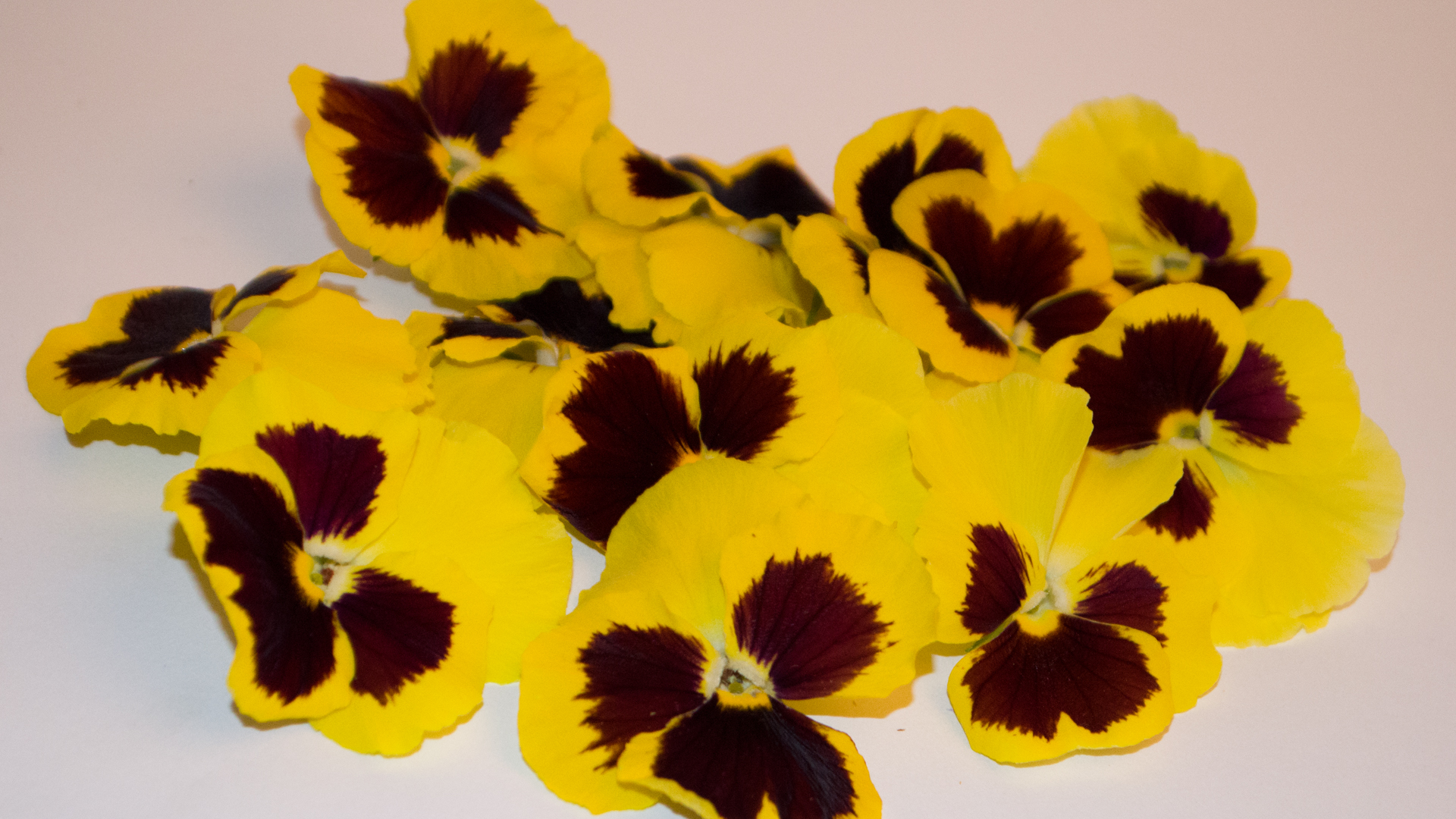 Stiefmütterchen gelb / lila- Essbare Blüten