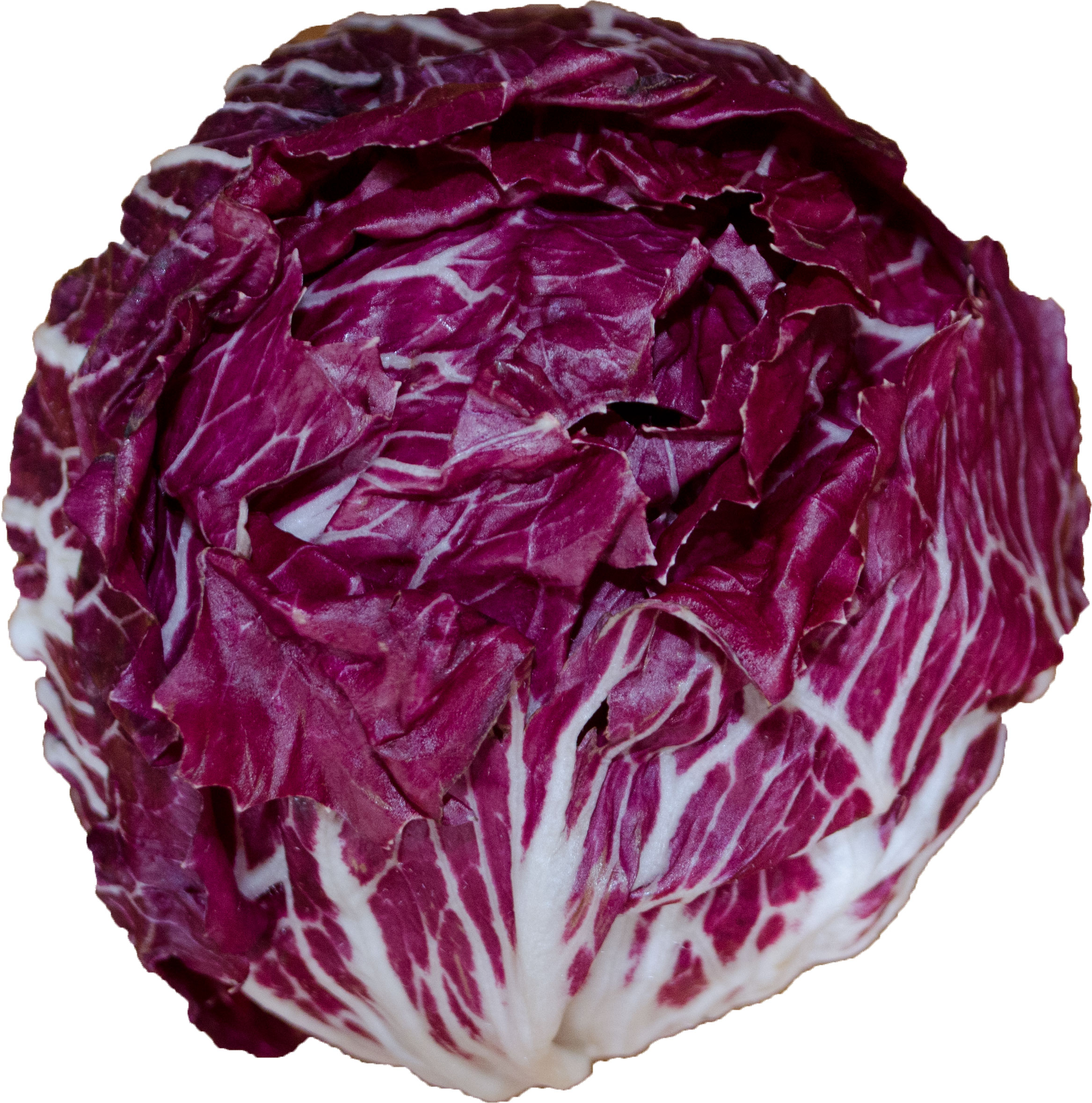 Radicchio