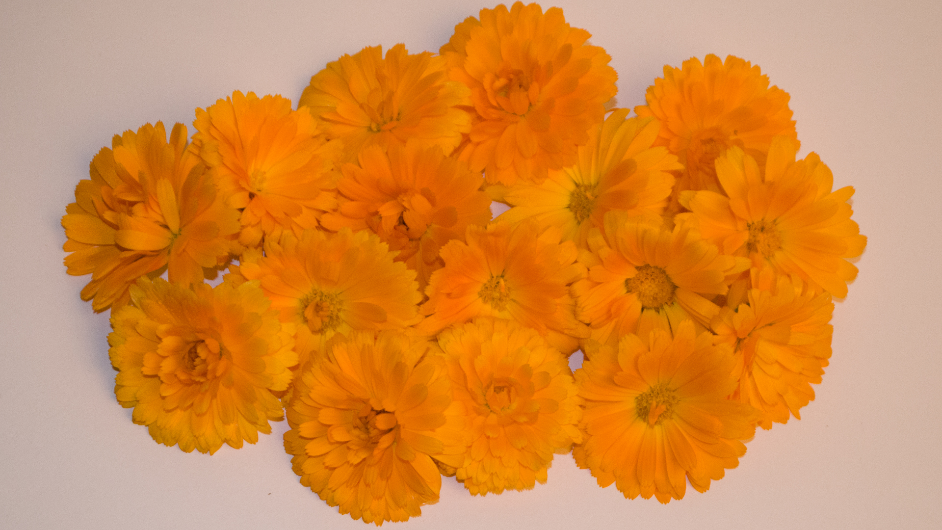 Ringelblumen Blüten orange essbar