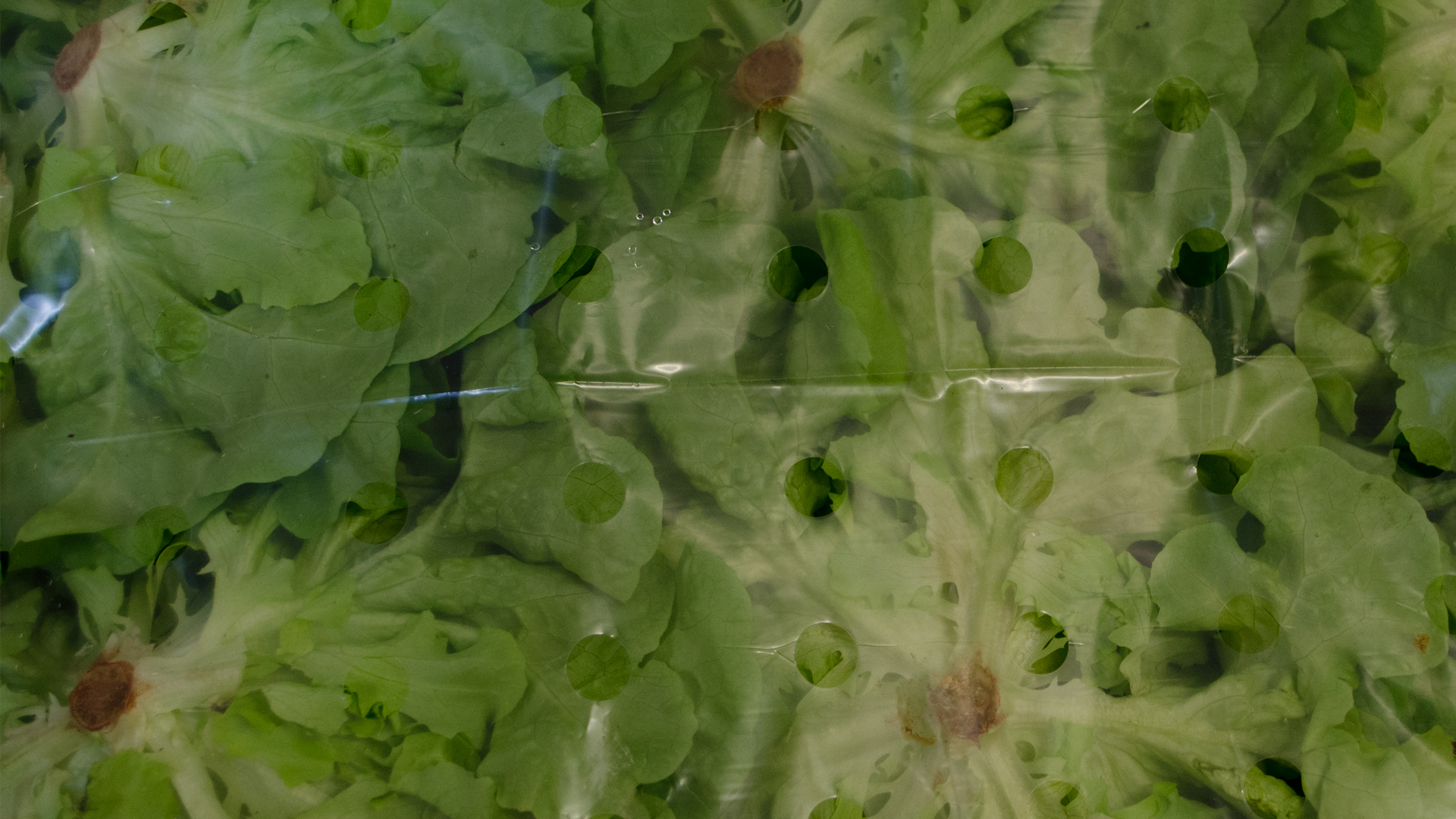 Bio Eichenblatt Salat hell Kiste