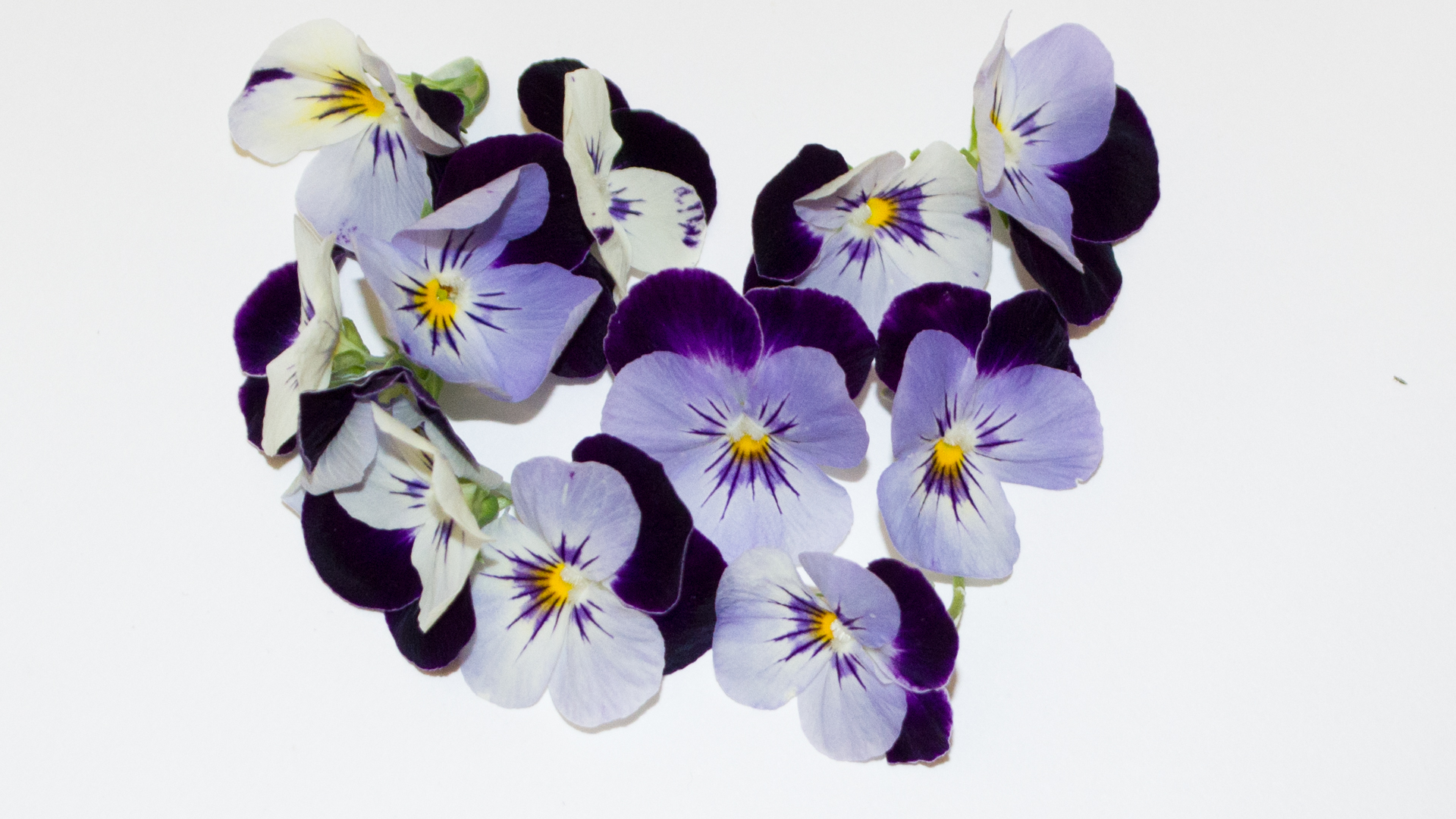 Hornveilchen weiß / lila- Essbare Blüten