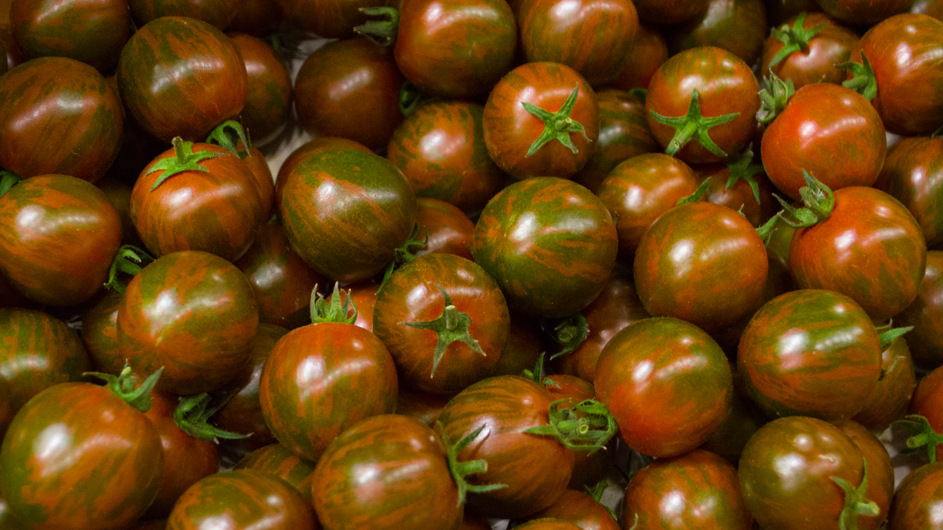 Dunkle Cherry Strauch aus Deutschland Tomaten Kiste