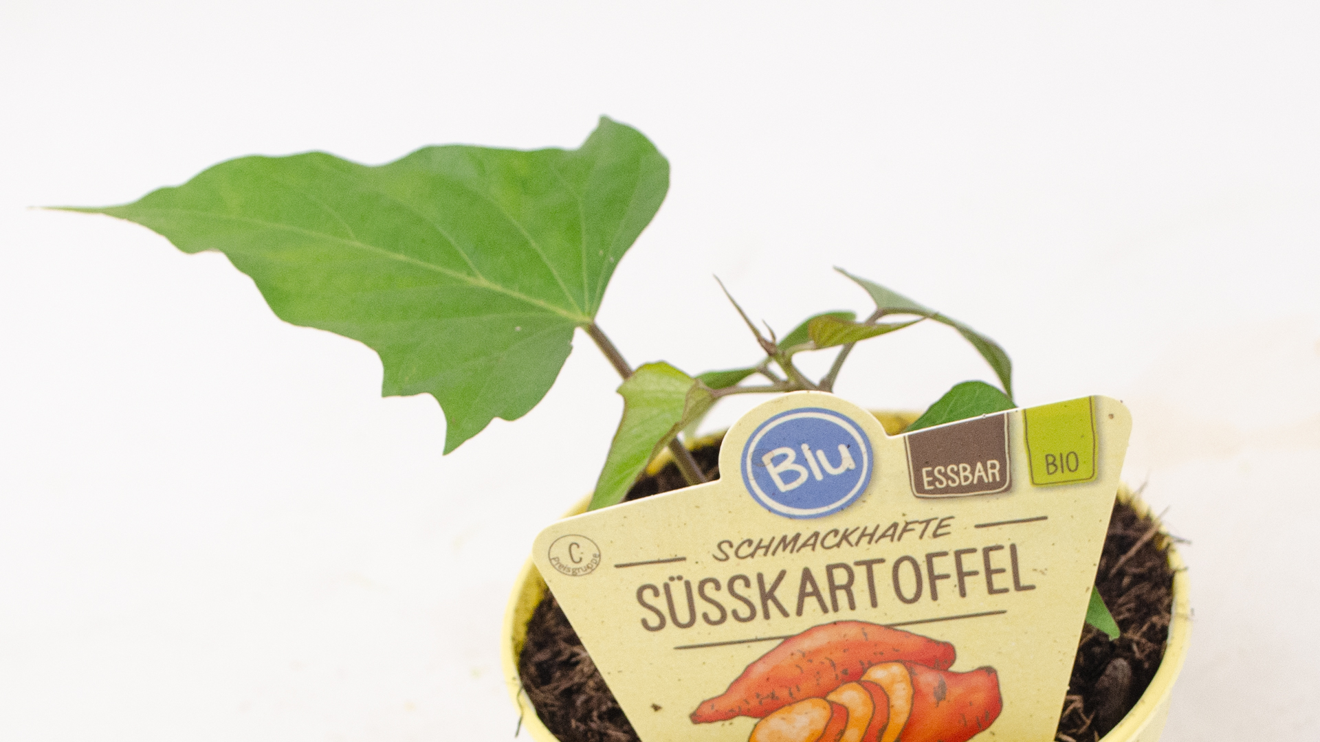 suesskartoffel-pflanze Süßkartoffel Pflanze Topf