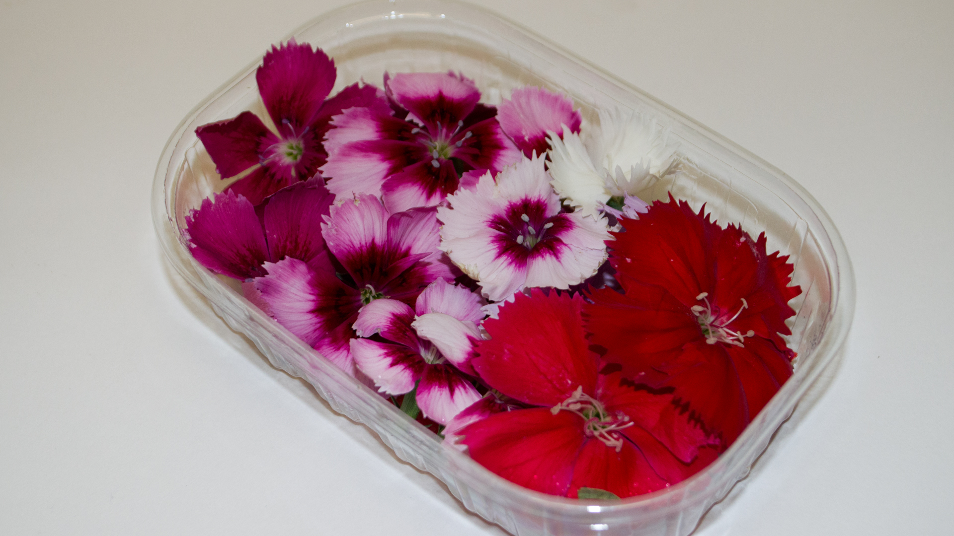 Nelkenblüten creme rose Mix - Essbare Blüten