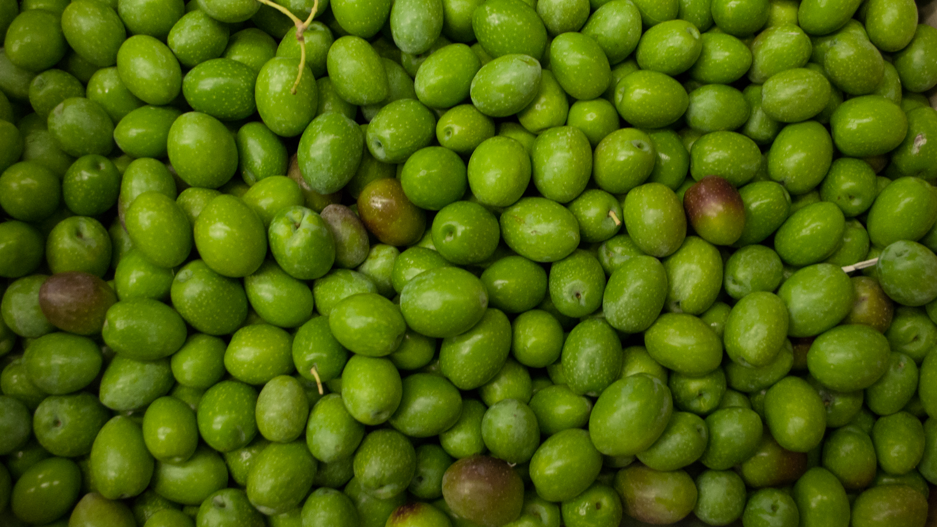 Oliven frisch Kiste