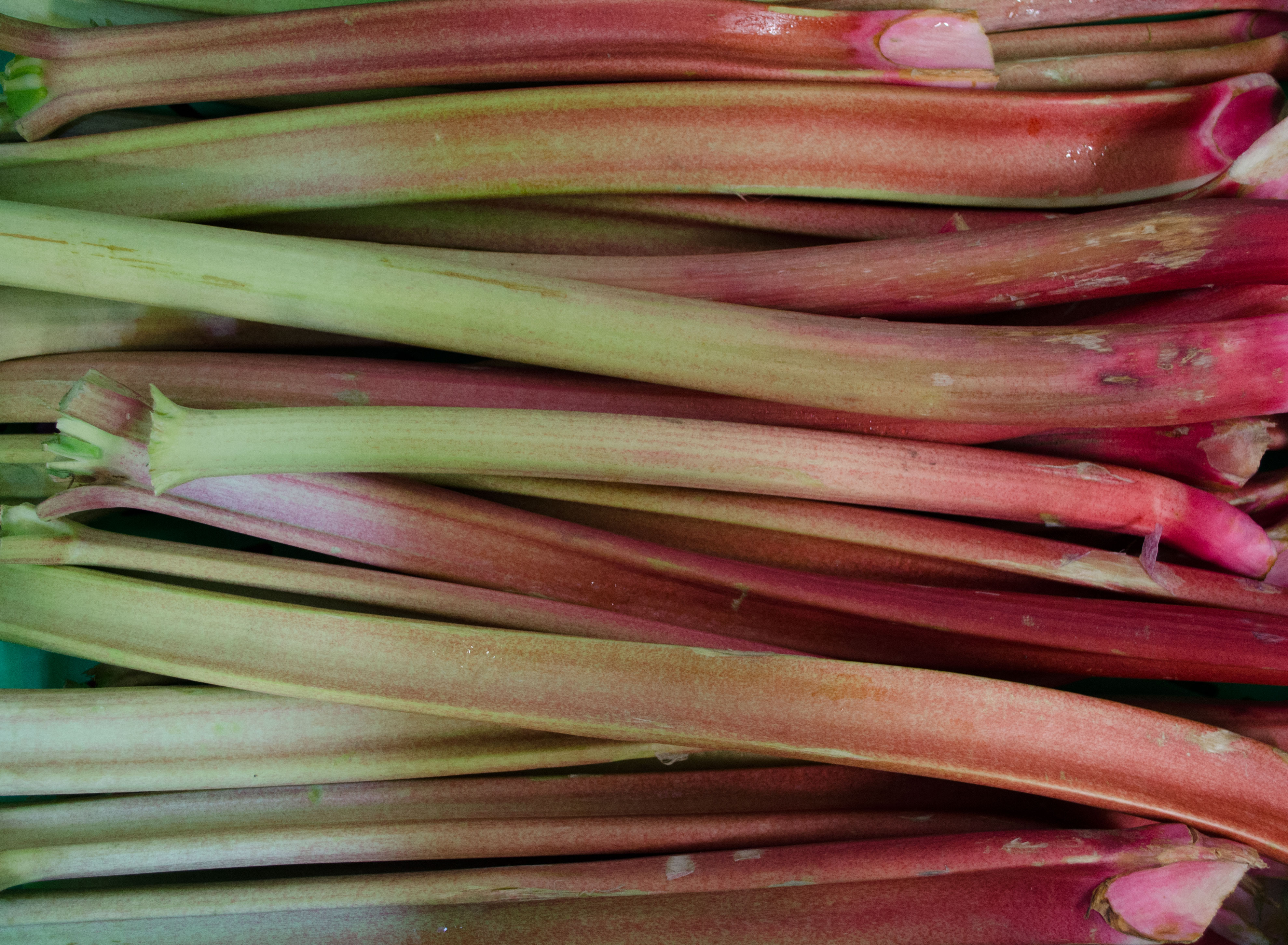 Bio-Rhababer Bio Rhabarber rot