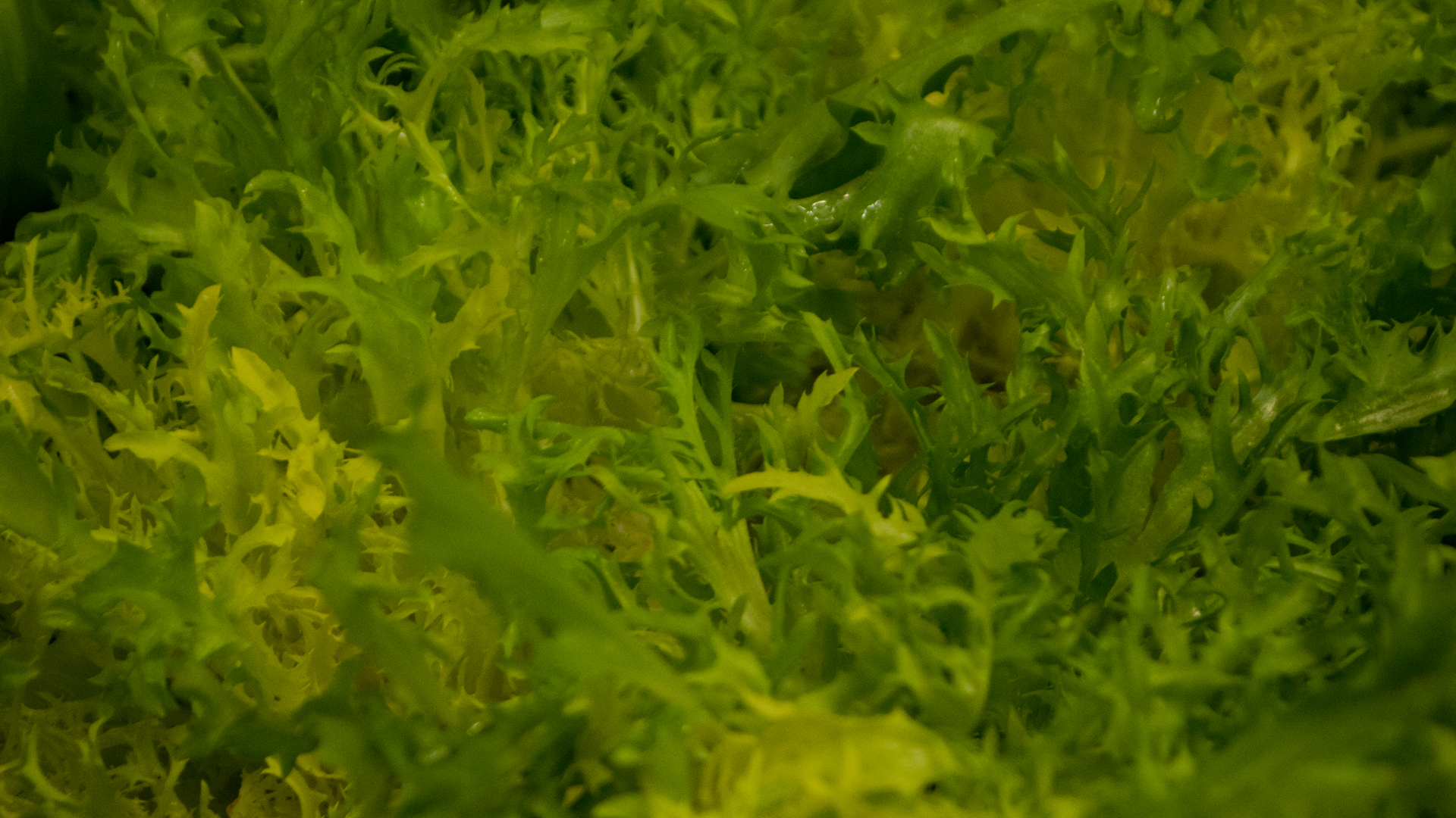 frisee-deutsch Frisée fein frz.