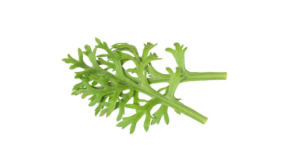 special-wb-kikunaleaves-1825-rgb-16-9