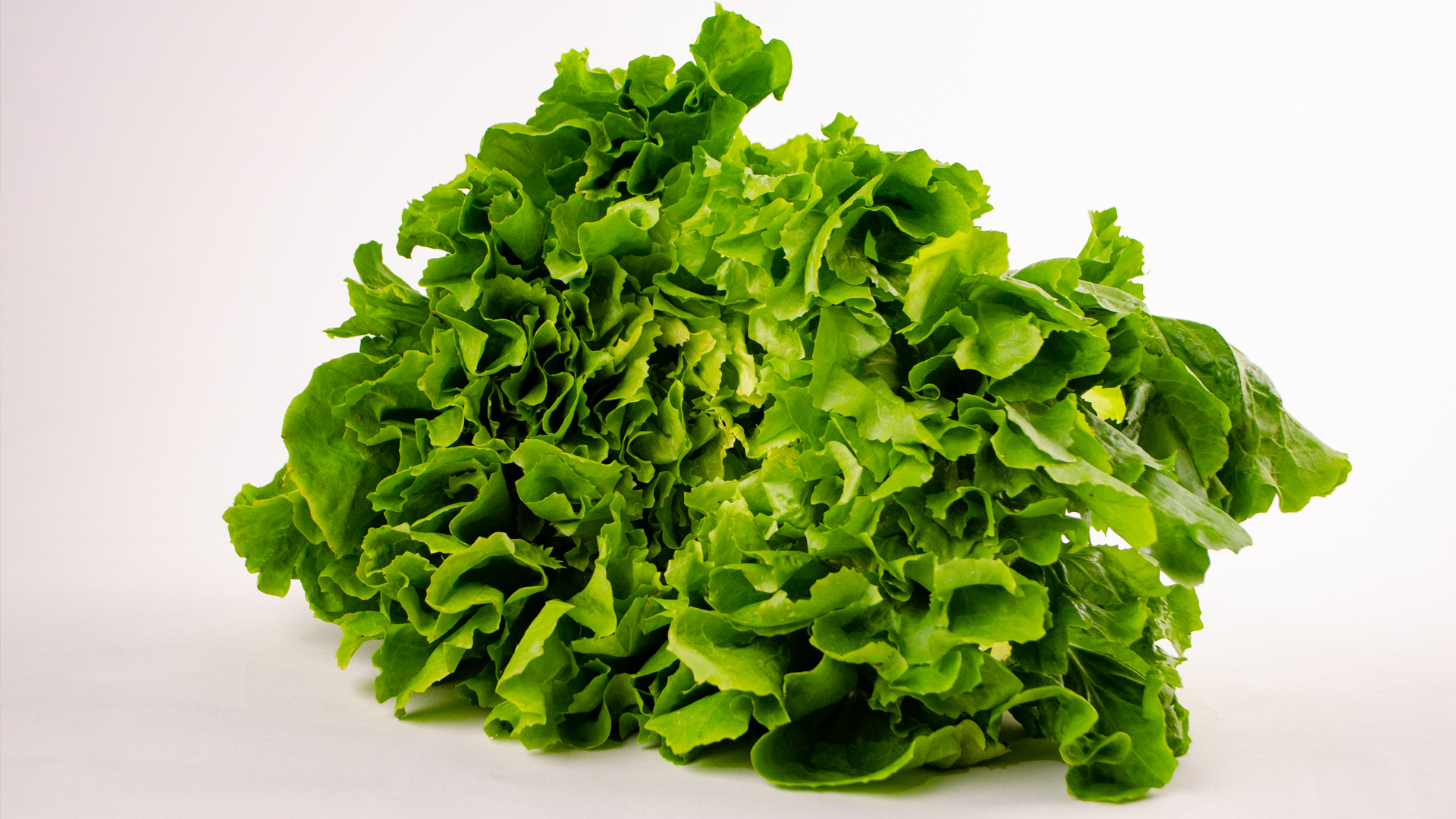 escarol-endivien-salat-frankreich