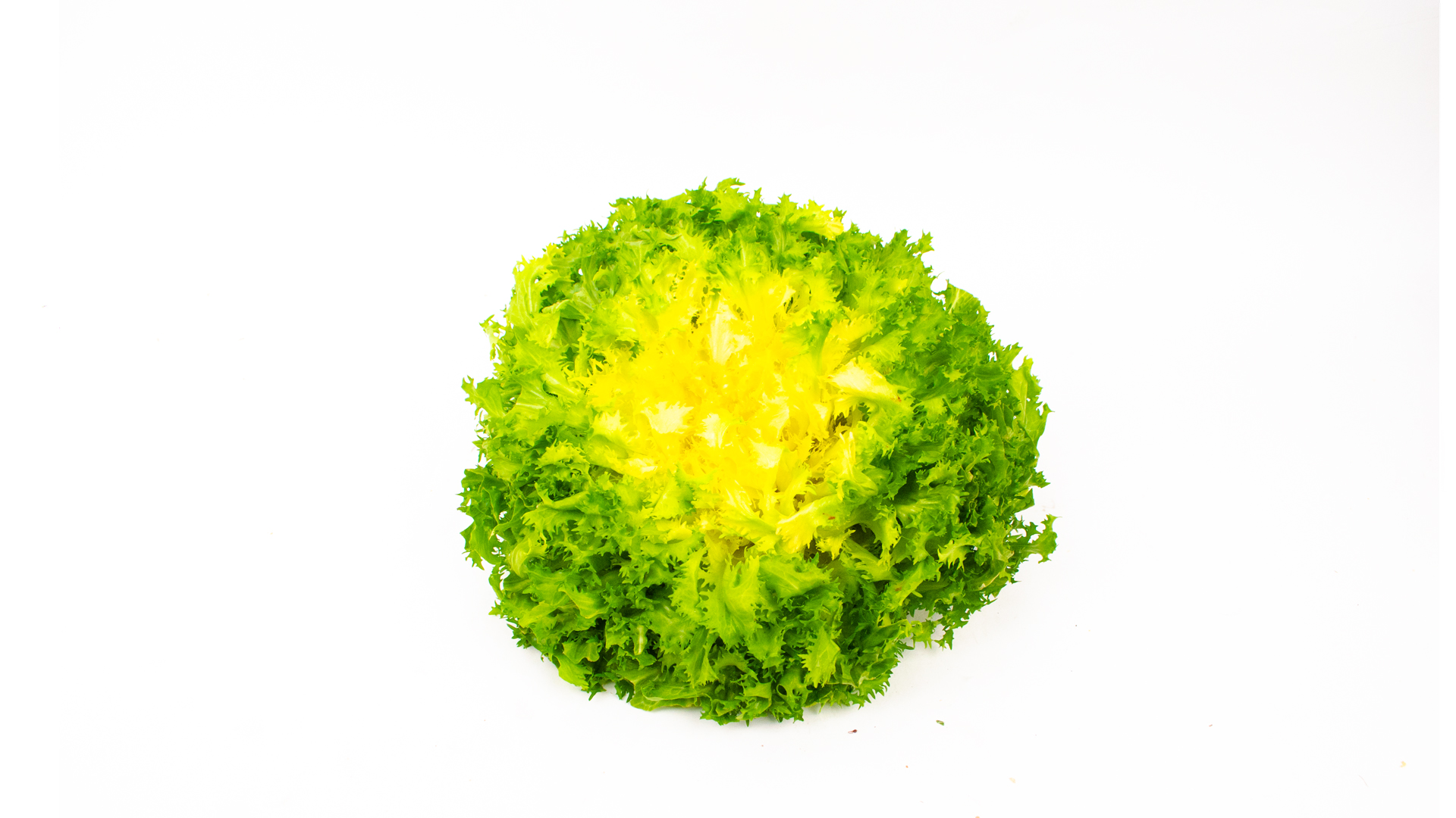 Frisée it.