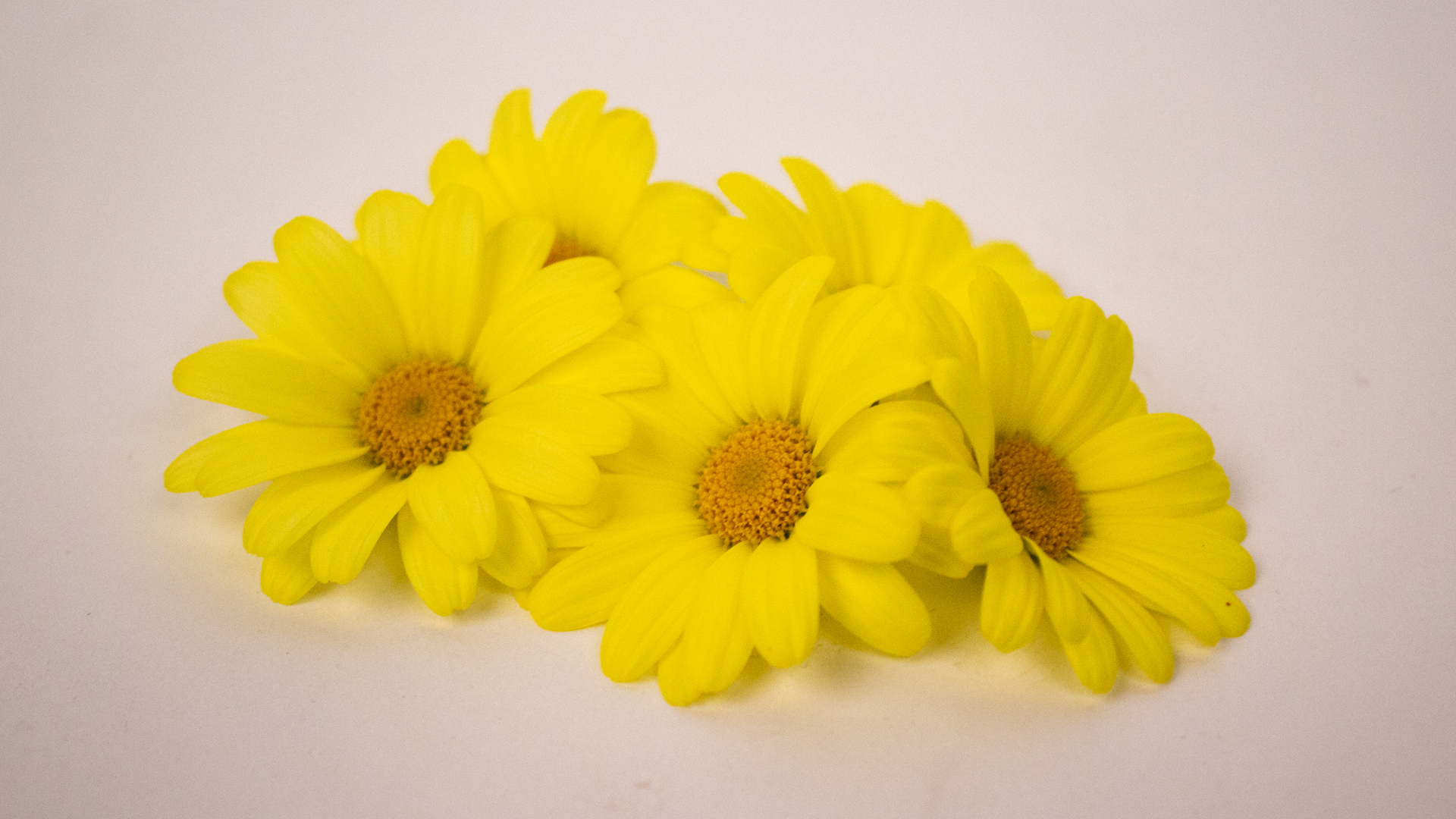 Margariten gelb- Essbare Blüten