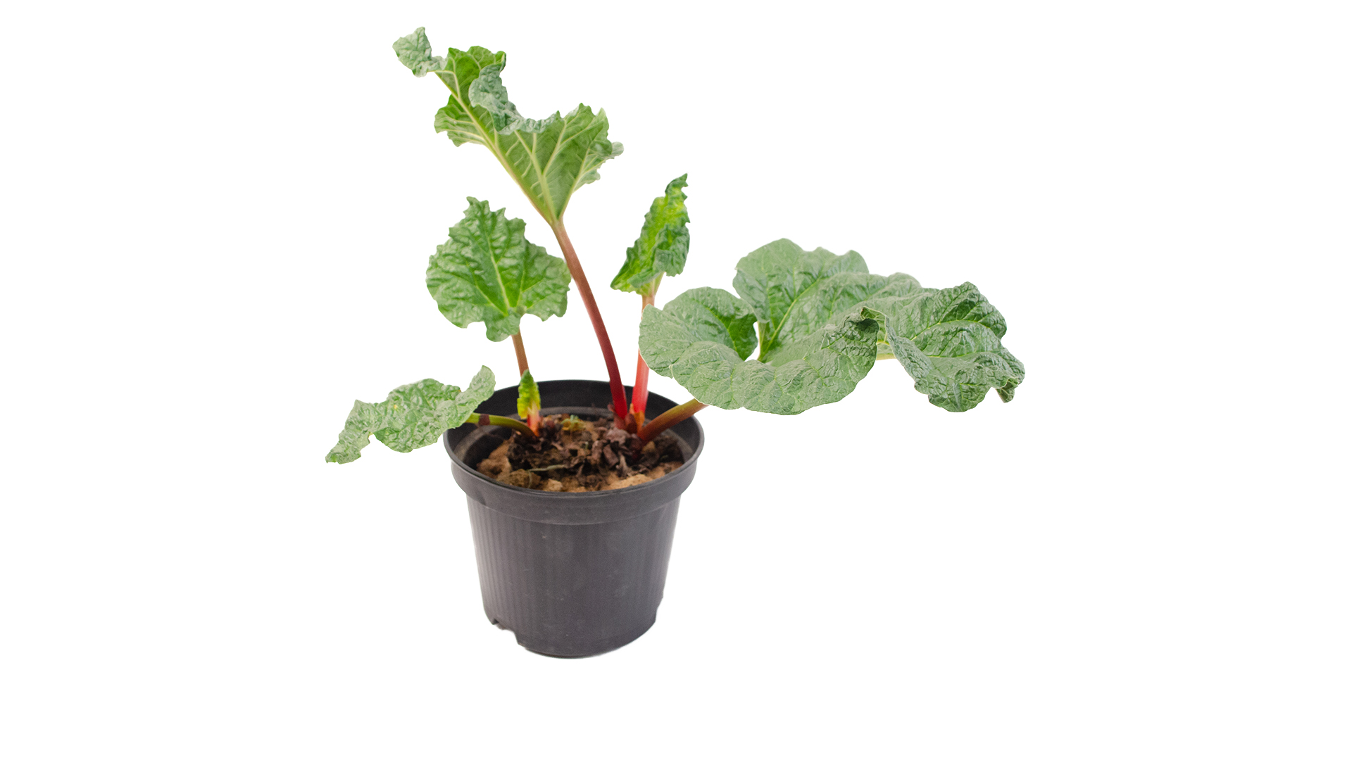 rhabarberpflanze-1 Rhabarber Pflanze