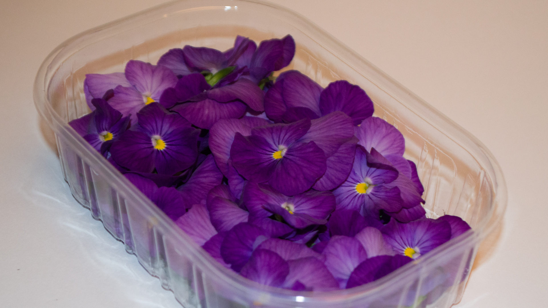 Hornveilchen lila - Essbare Blüten