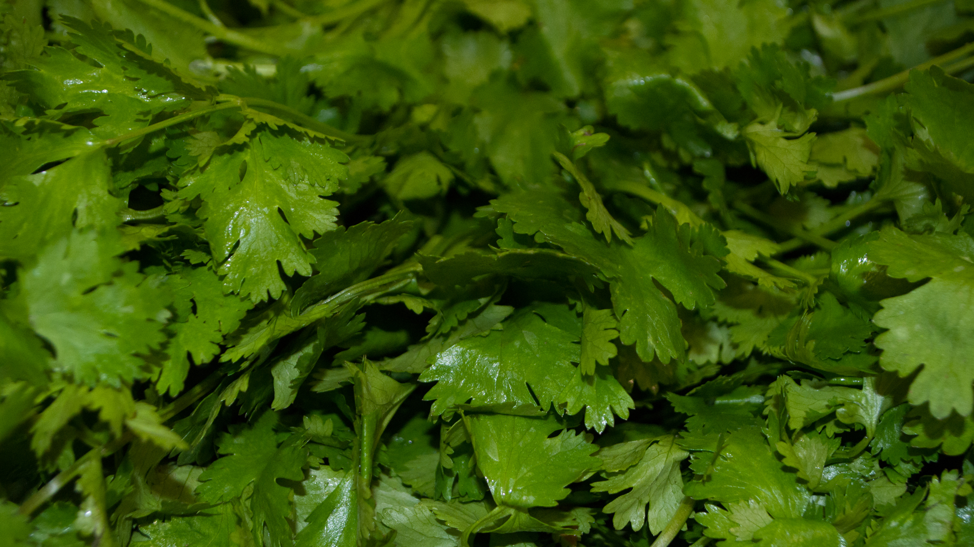 koriander-bund-kiste Koriander Bund Kiste